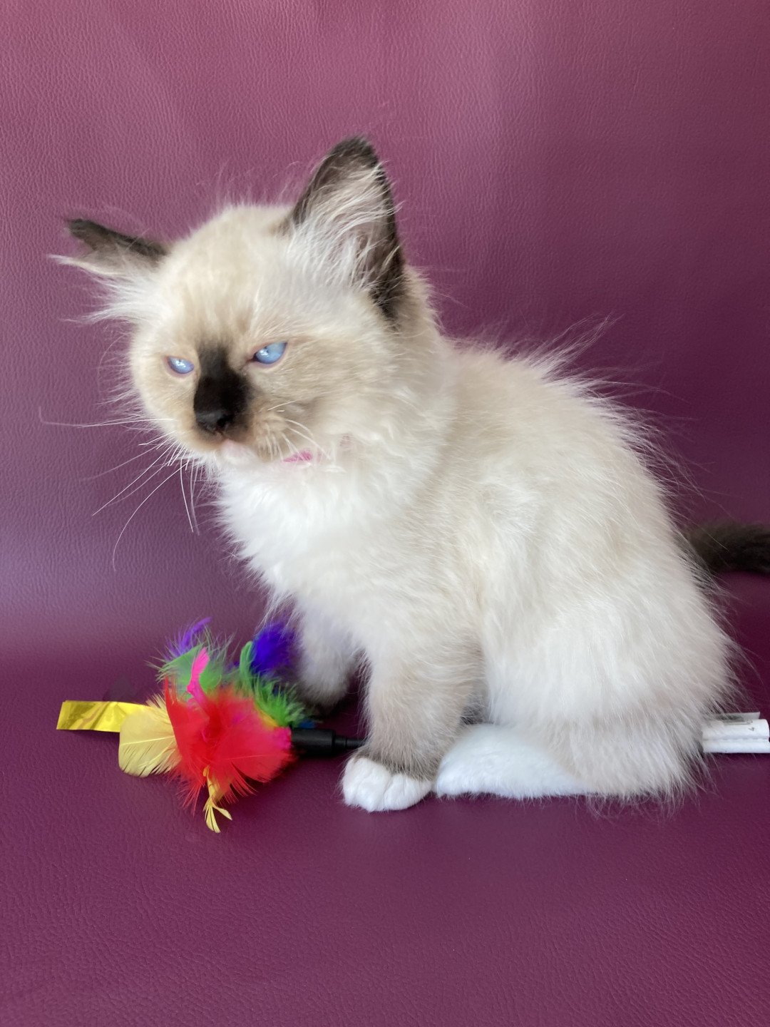 chaton Ragdoll Smarties Les Ragdolls de la Croisette
