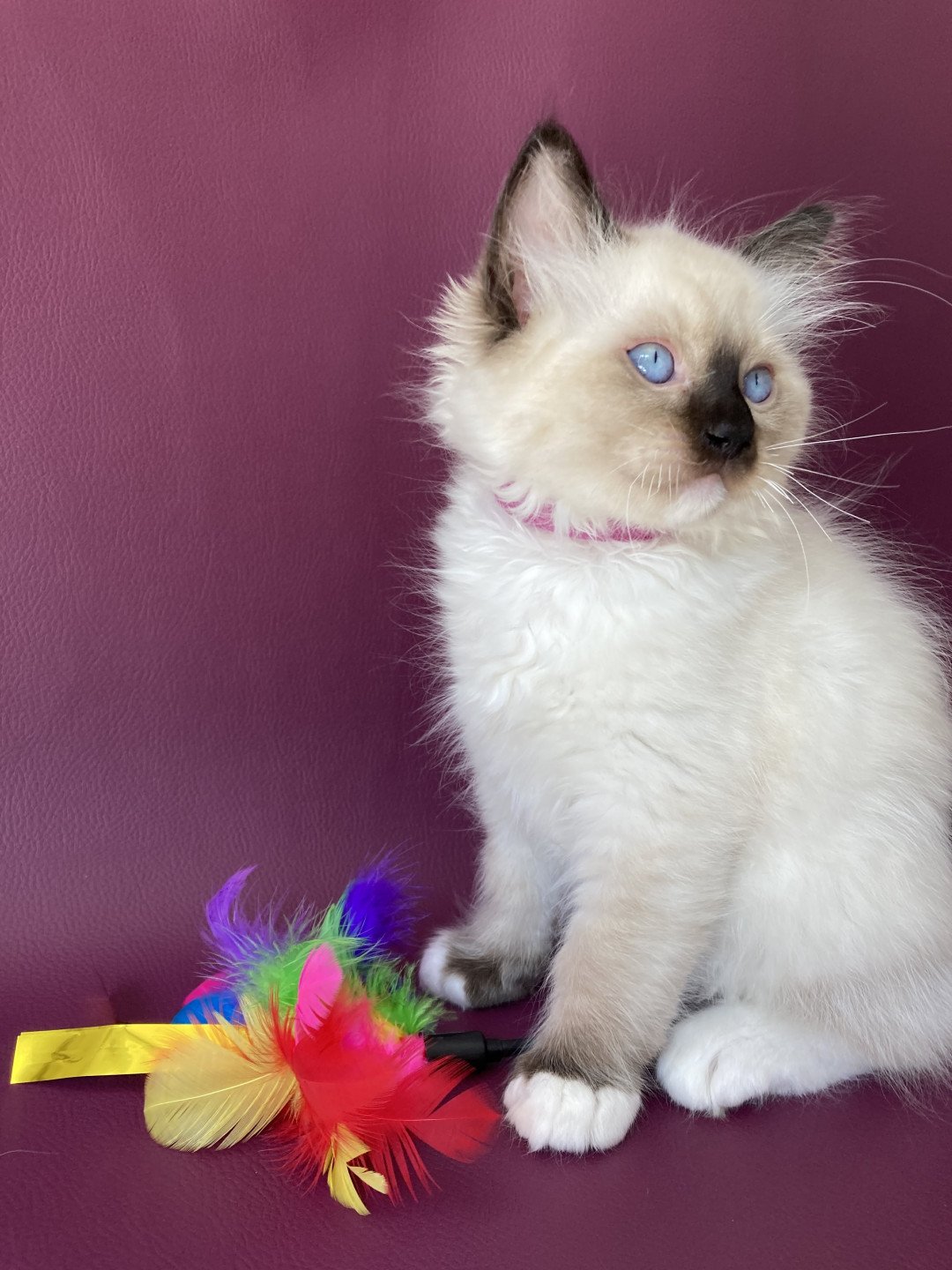 chaton Ragdoll Smarties Les Ragdolls de la Croisette