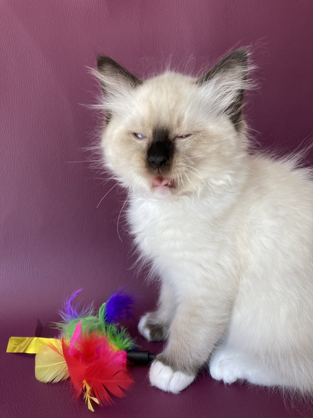 chaton Ragdoll Smarties Les Ragdolls de la Croisette