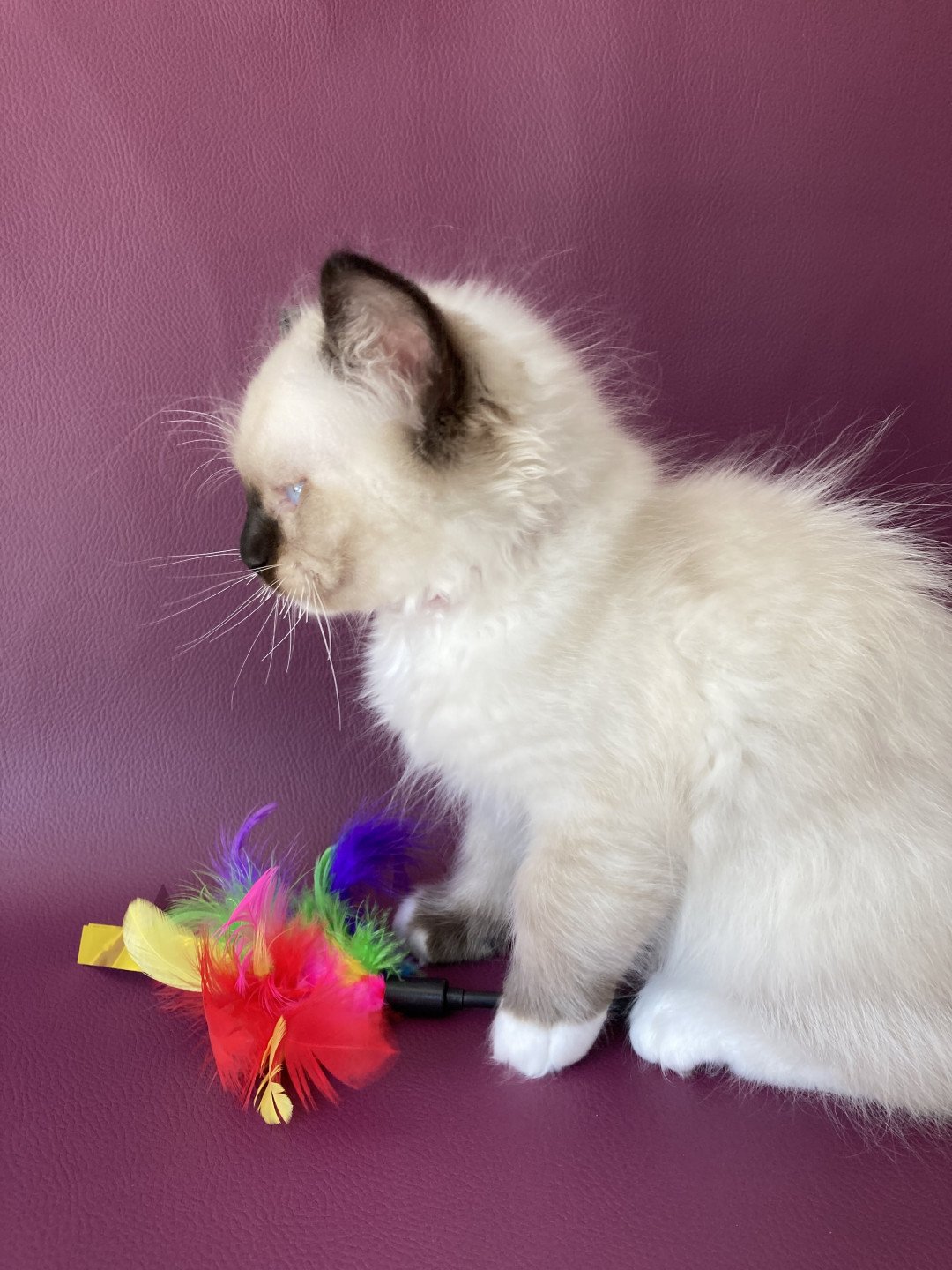 chaton Ragdoll Smarties Les Ragdolls de la Croisette