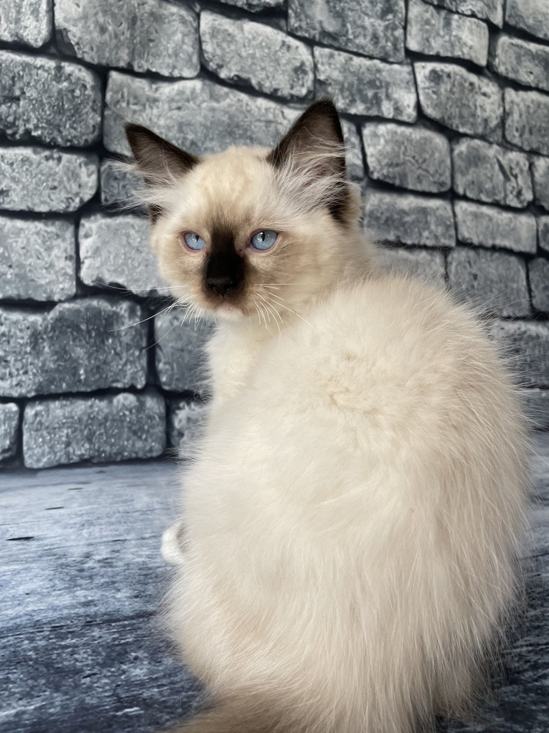 chaton Ragdoll Smarties Les Ragdolls de la Croisette