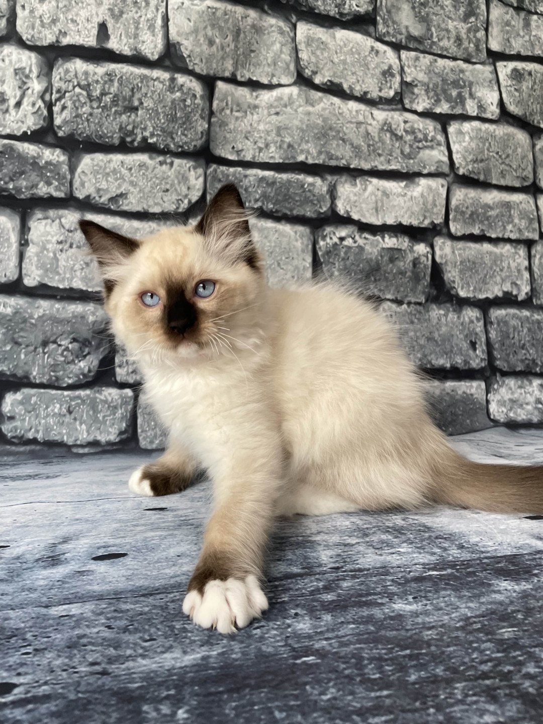chaton Ragdoll Smarties Les Ragdolls de la Croisette