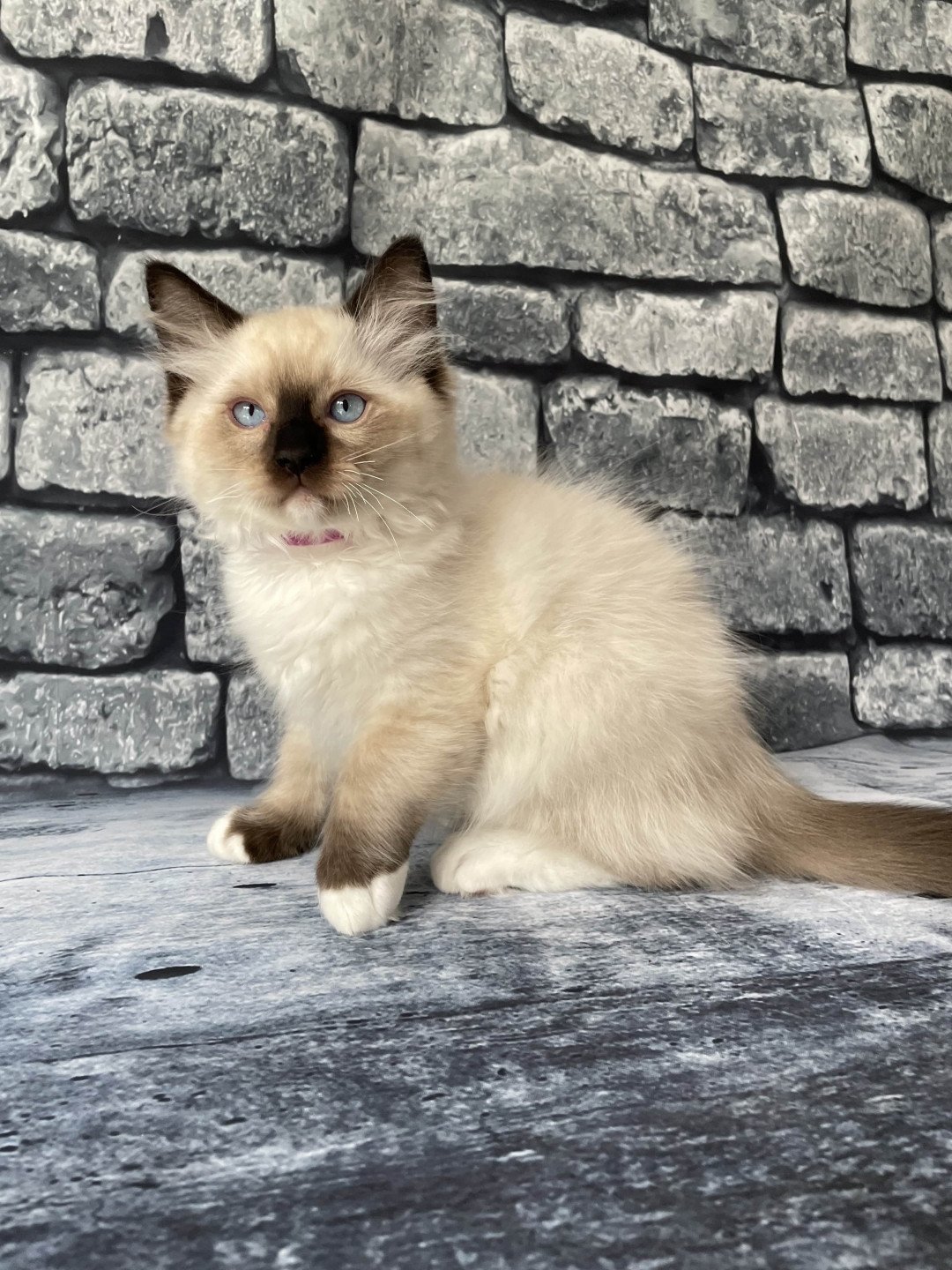 chaton Ragdoll Smarties Les Ragdolls de la Croisette