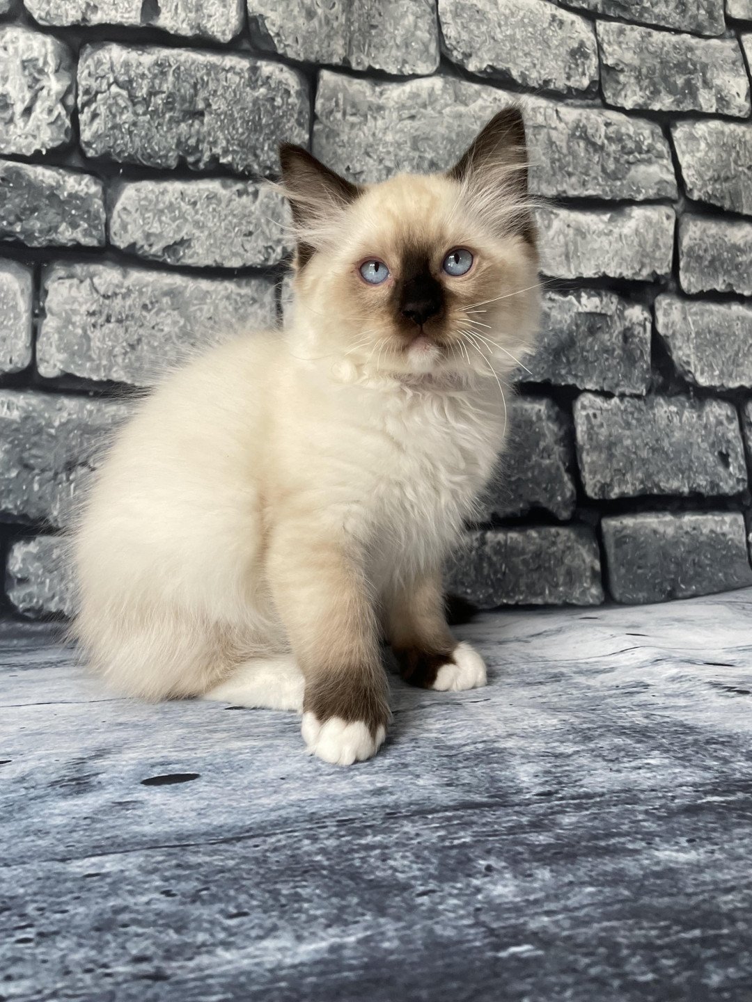 chaton Ragdoll Smarties Les Ragdolls de la Croisette