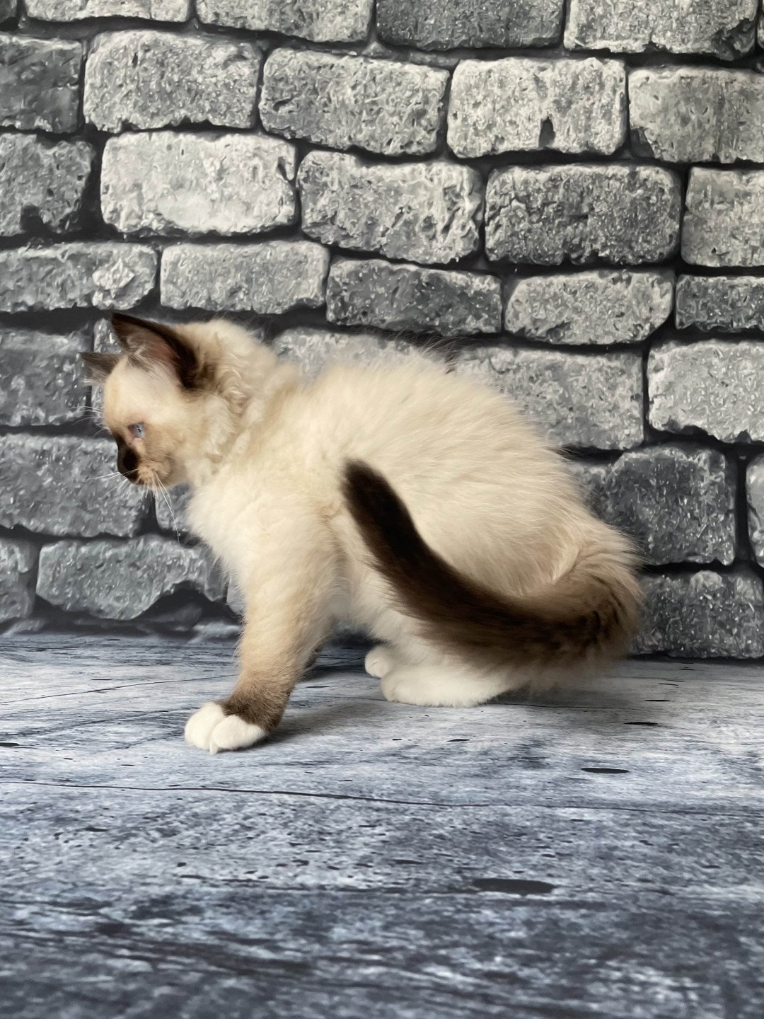 chaton Ragdoll Smarties Les Ragdolls de la Croisette