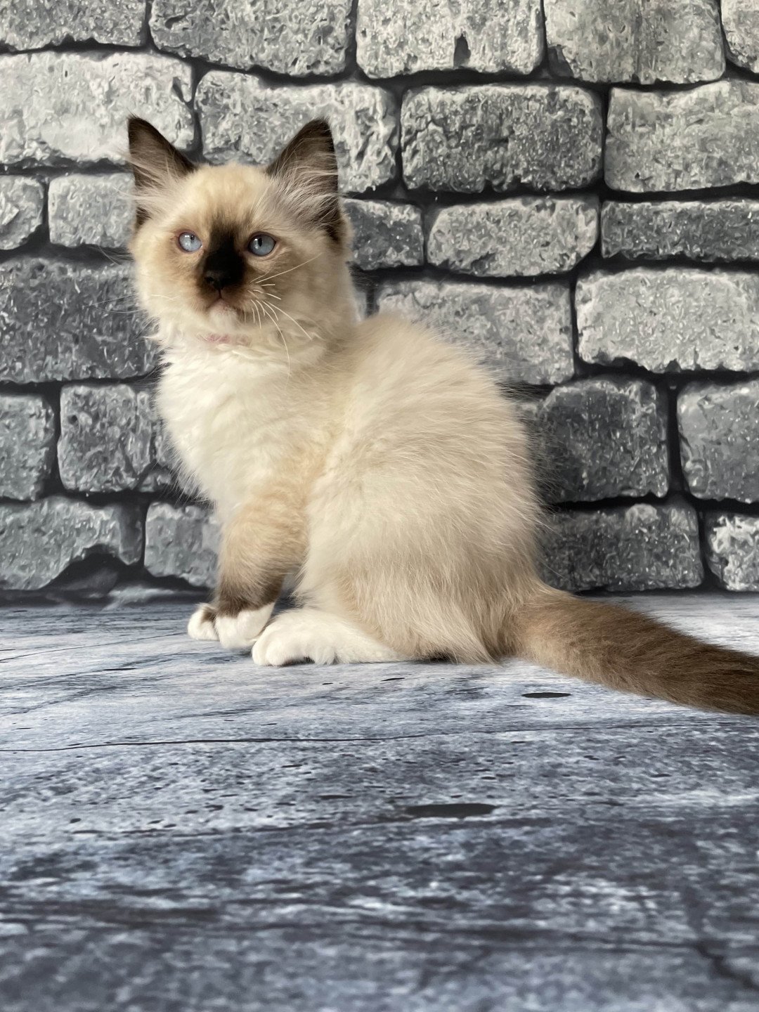 chaton Ragdoll Smarties Les Ragdolls de la Croisette