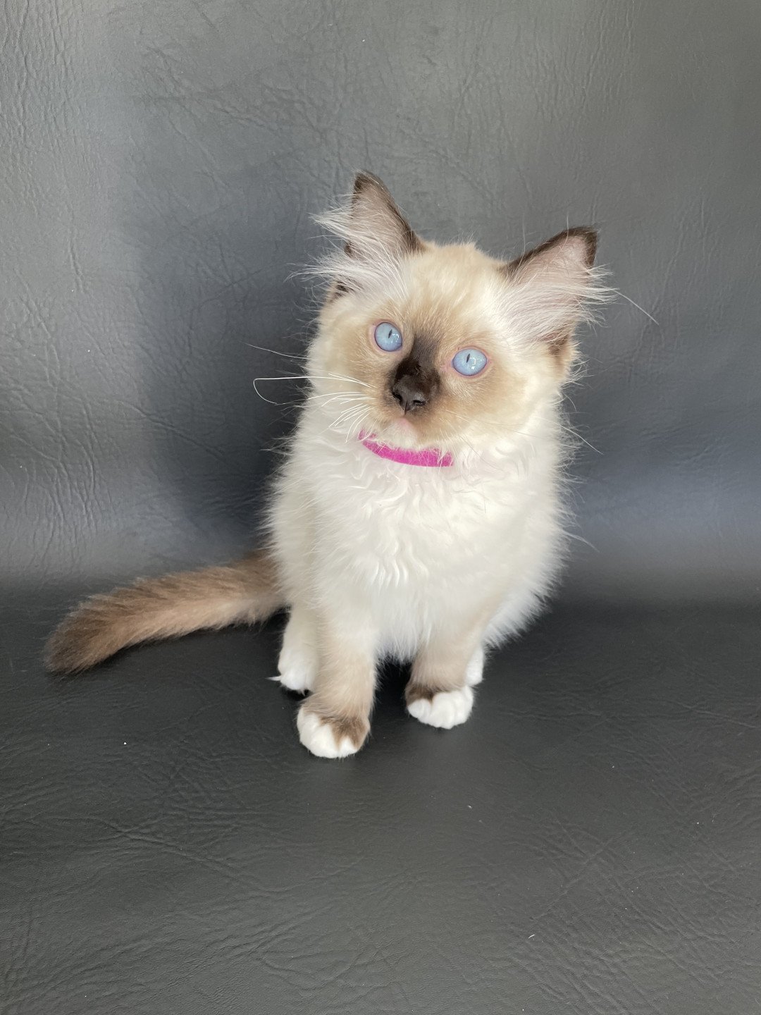 chaton Ragdoll seal point mitted Smarties Les Ragdolls de la Croisette