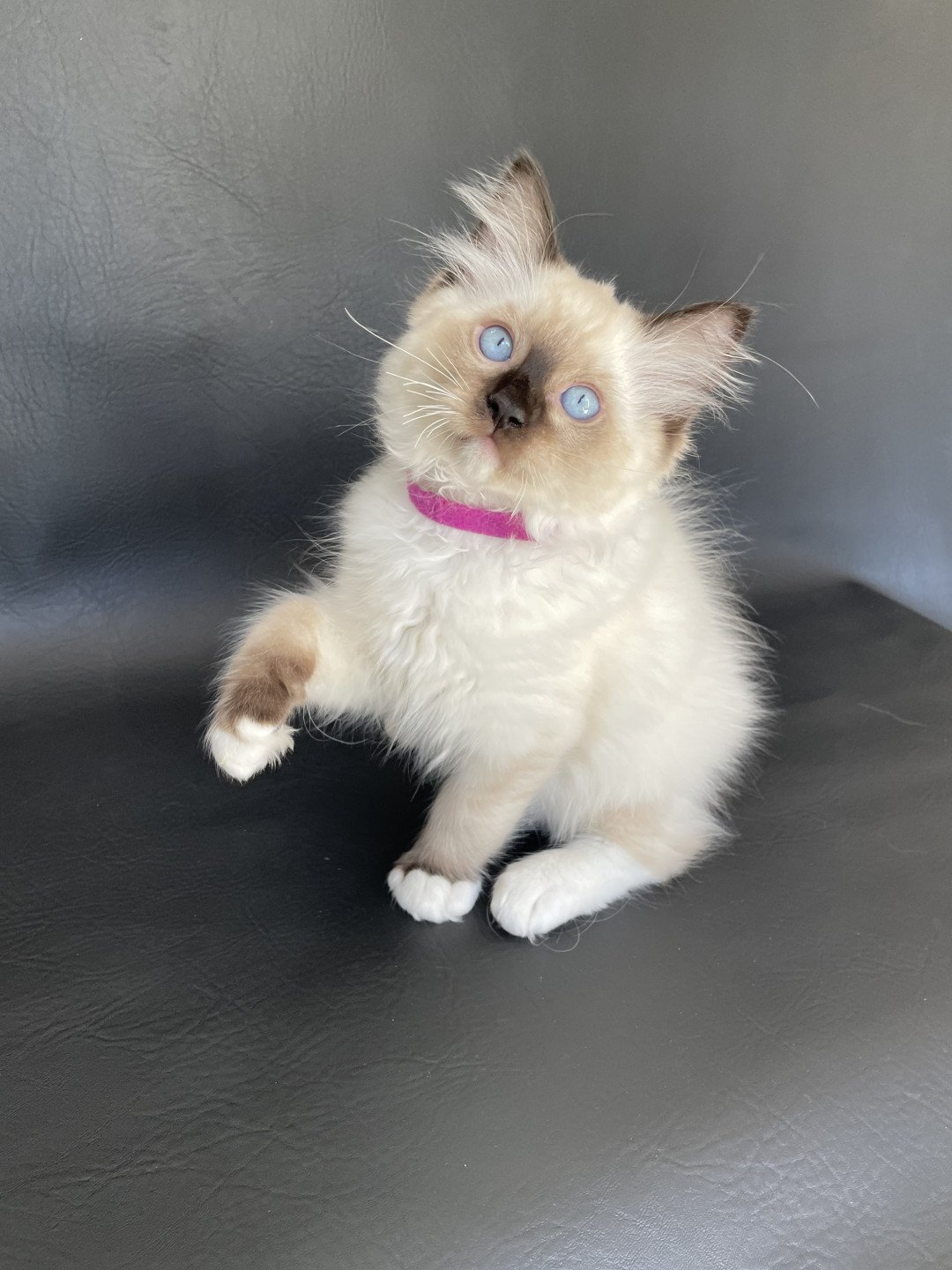 chaton Ragdoll seal point mitted Smarties Les Ragdolls de la Croisette