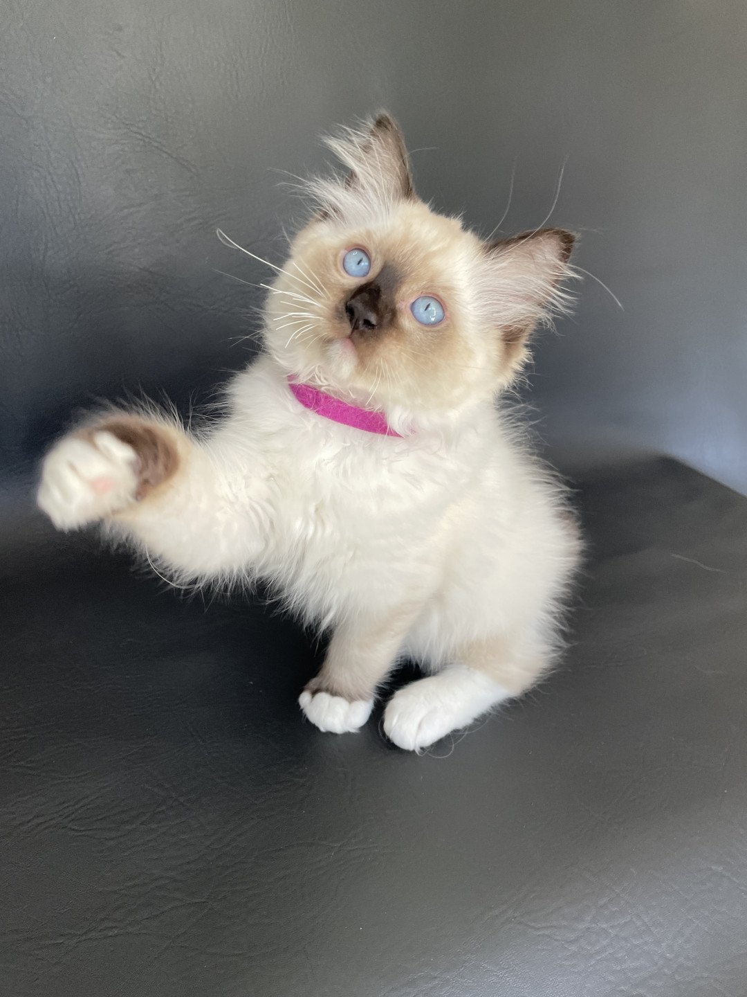 chaton Ragdoll seal point mitted Smarties Les Ragdolls de la Croisette