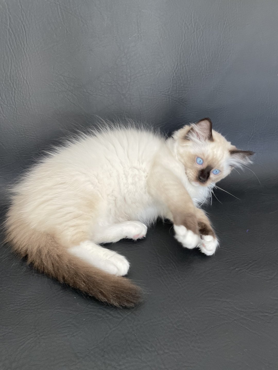 chaton Ragdoll seal point mitted Smarties Les Ragdolls de la Croisette