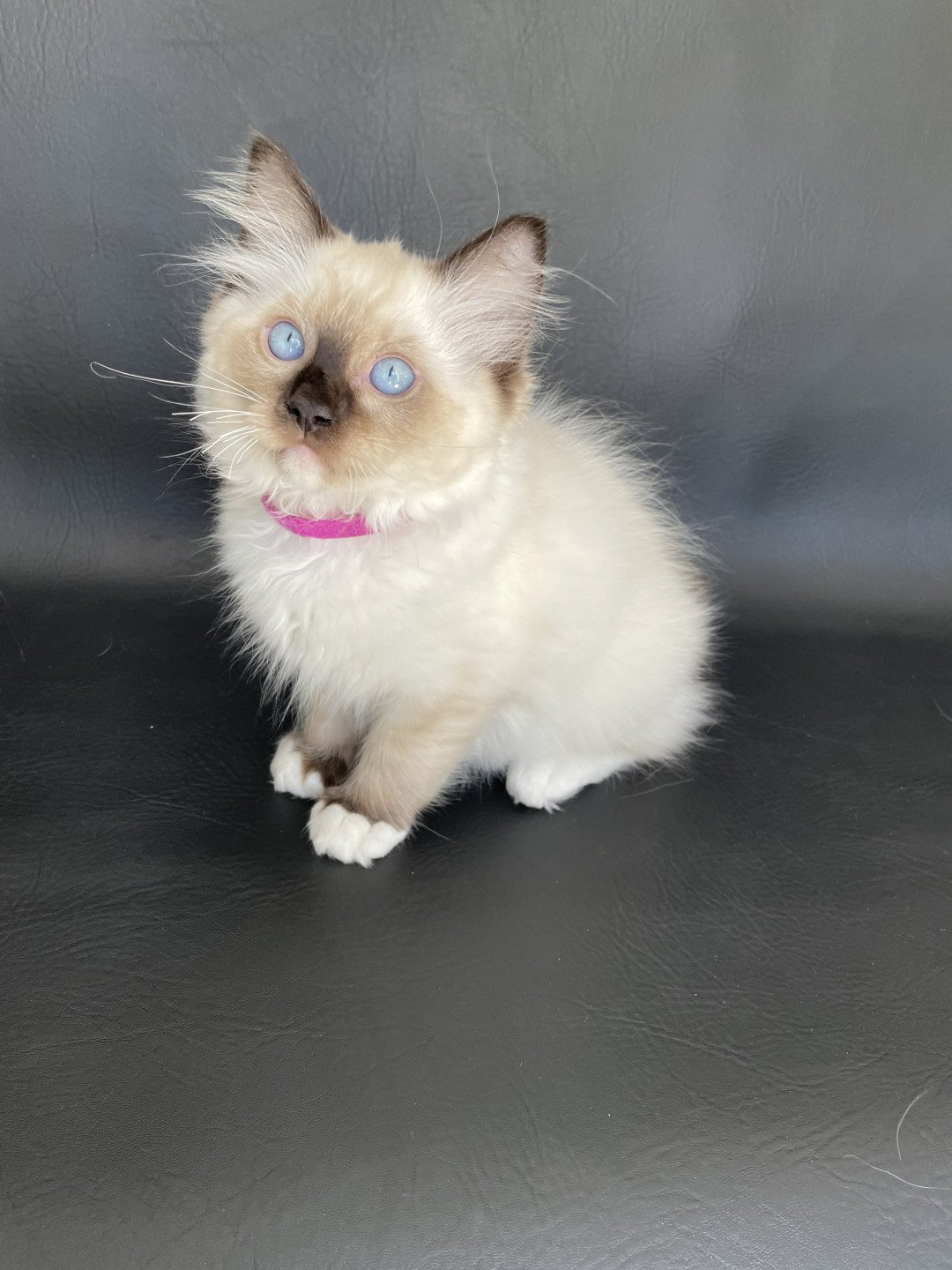 chaton Ragdoll seal point mitted Smarties Les Ragdolls de la Croisette