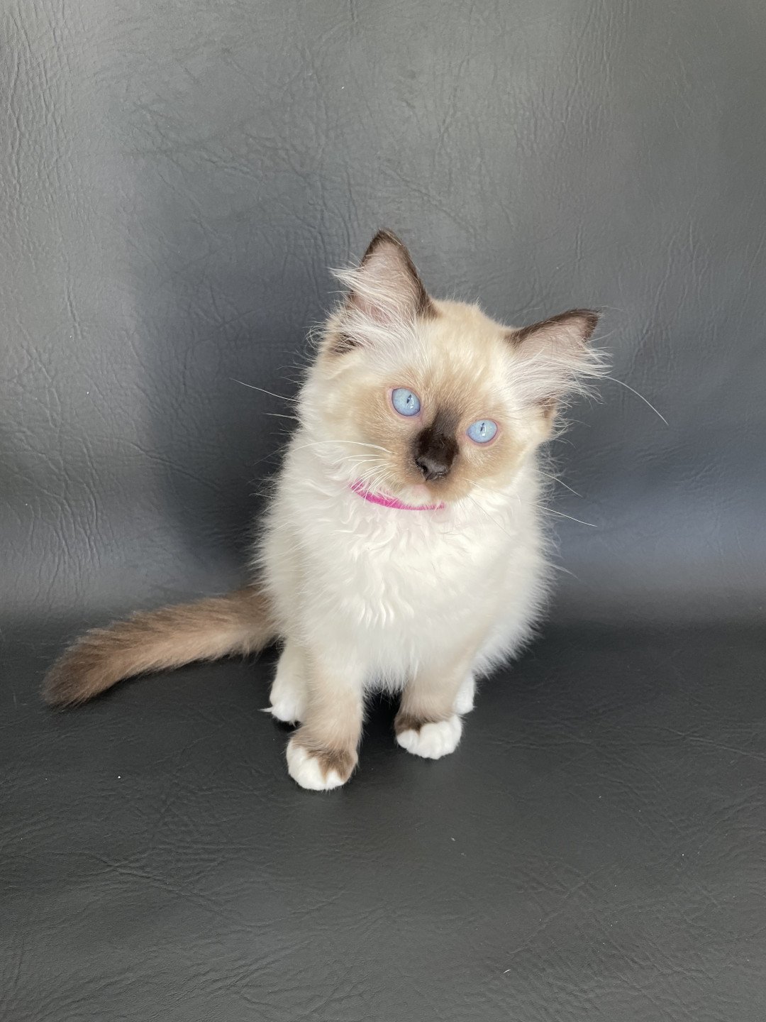chaton Ragdoll seal point mitted Smarties Les Ragdolls de la Croisette