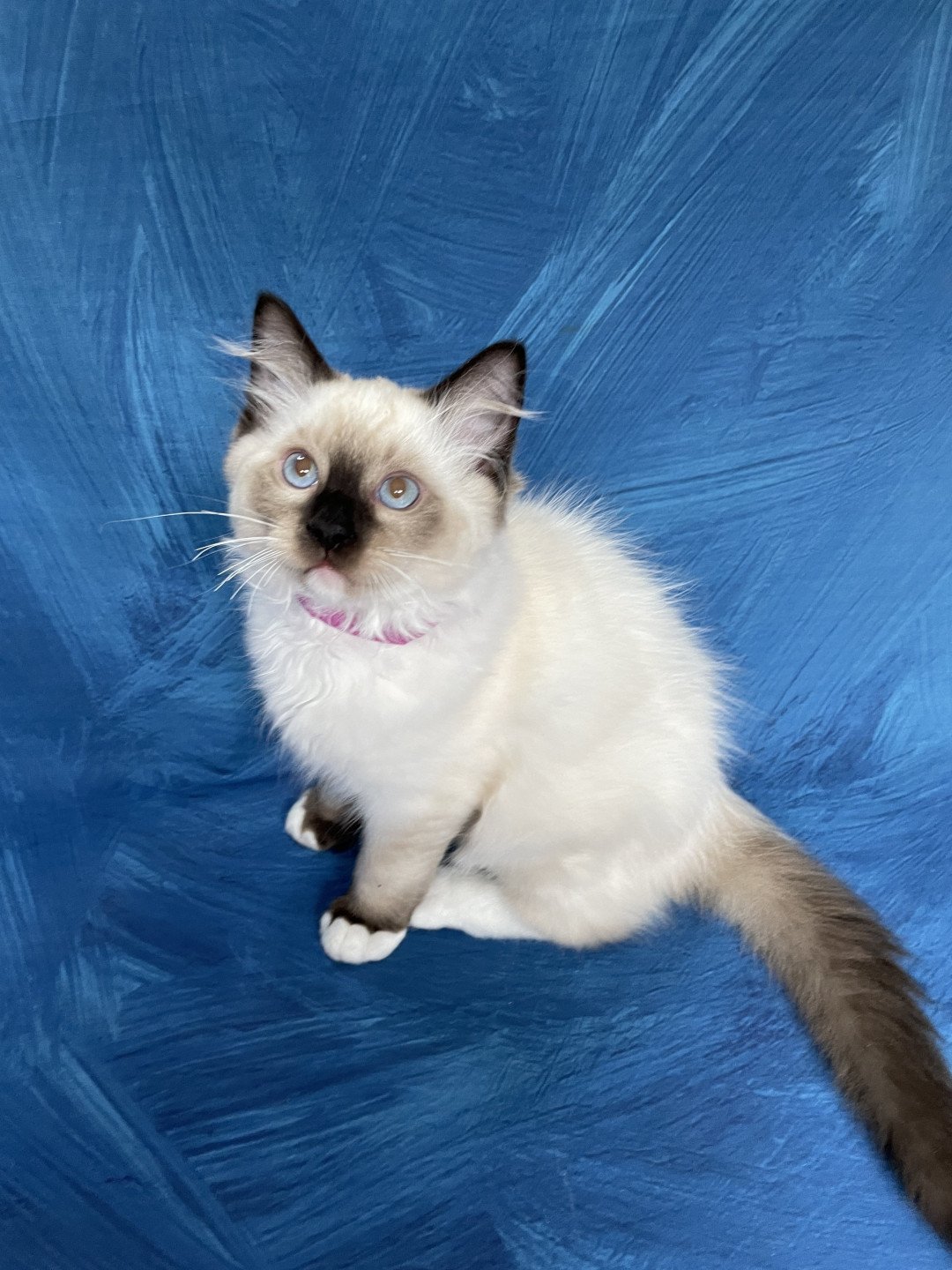 chaton Ragdoll seal point mitted Smarties Les Ragdolls de la Croisette
