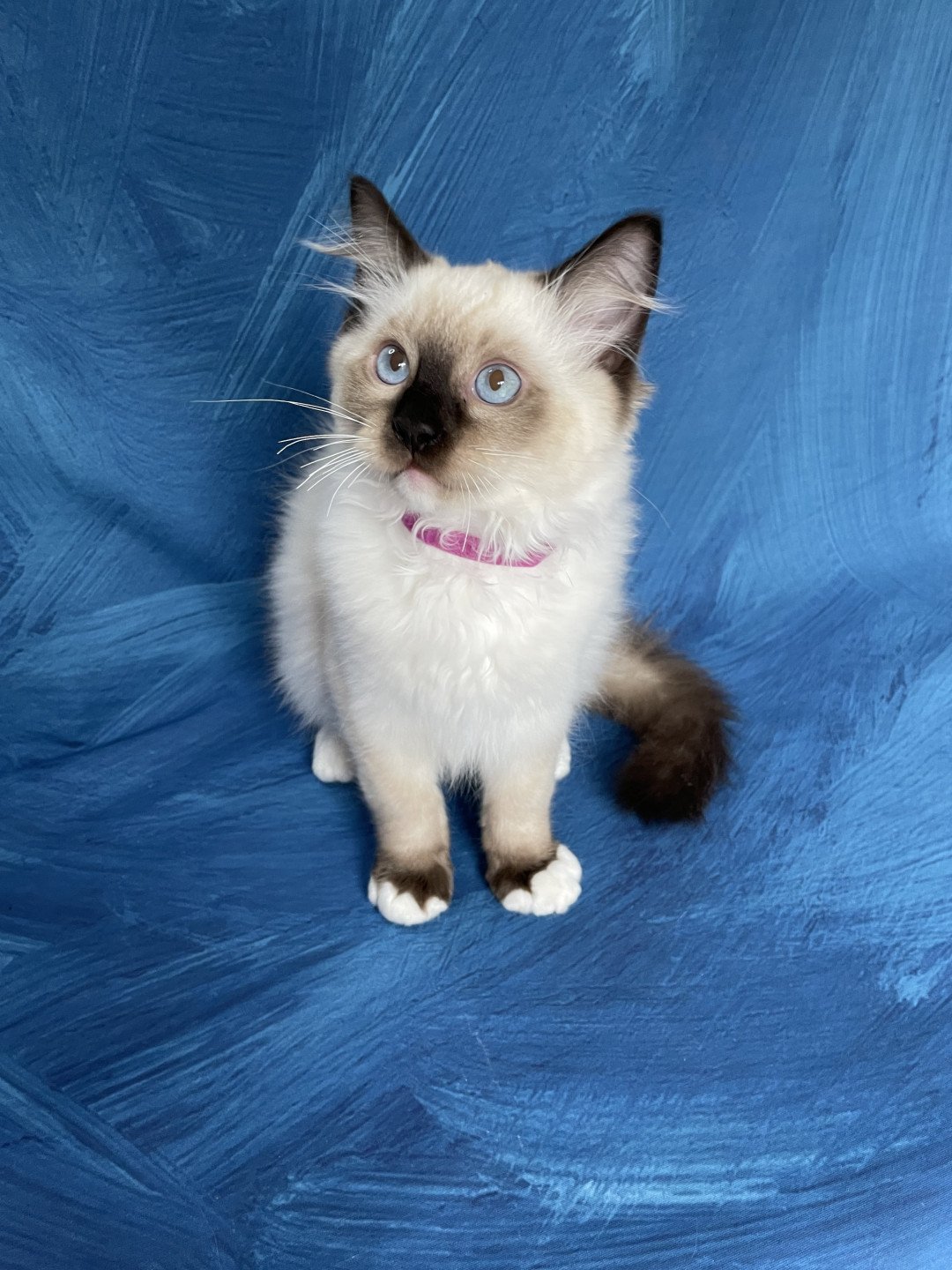chaton Ragdoll seal point mitted Smarties Les Ragdolls de la Croisette
