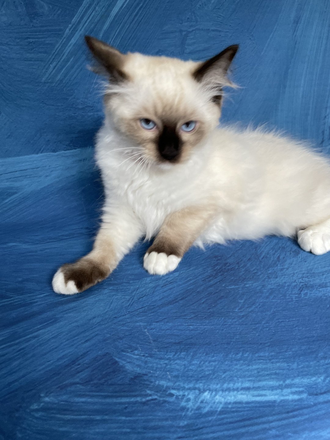 chaton Ragdoll seal point mitted Smarties Les Ragdolls de la Croisette