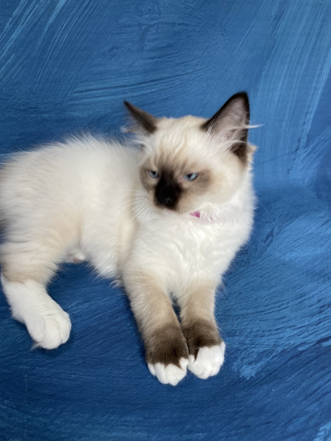chaton Ragdoll seal point mitted Smarties Les Ragdolls de la Croisette