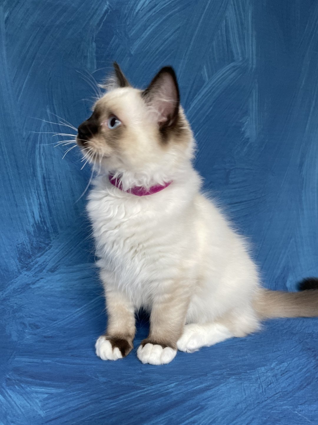 chaton Ragdoll seal point mitted Smarties Les Ragdolls de la Croisette