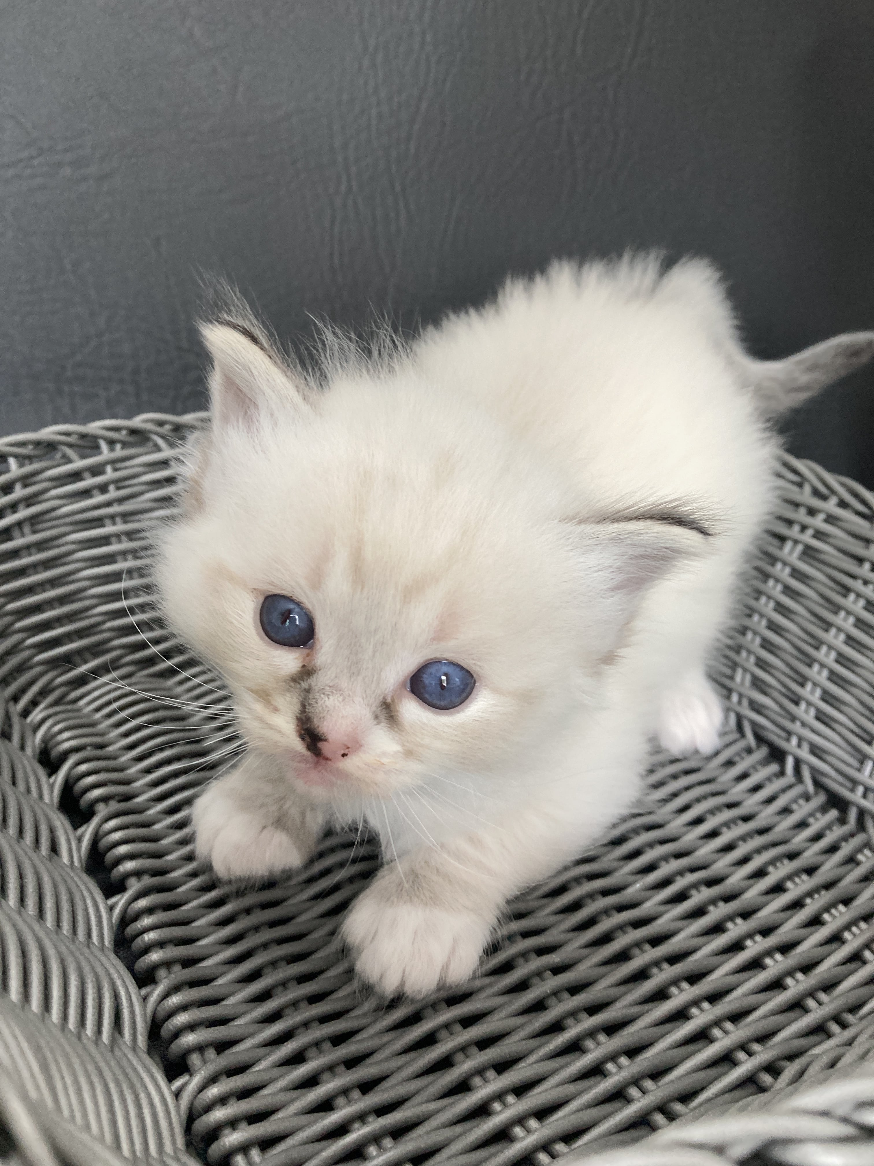 chaton Ragdoll Noir Les Ragdolls de la Croisette