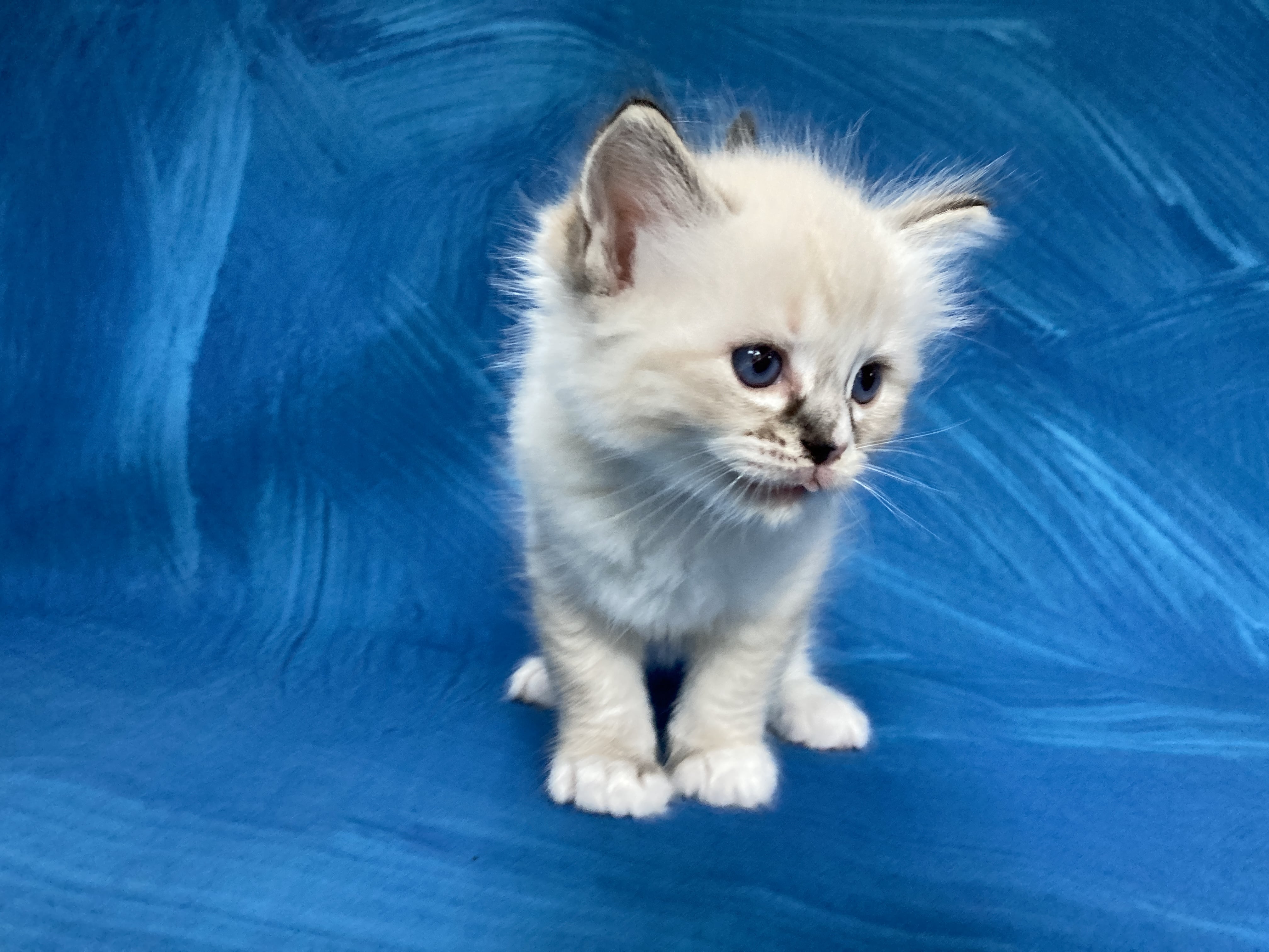 chaton Ragdoll seal tabby point mitted Noir Les Ragdolls de la Croisette