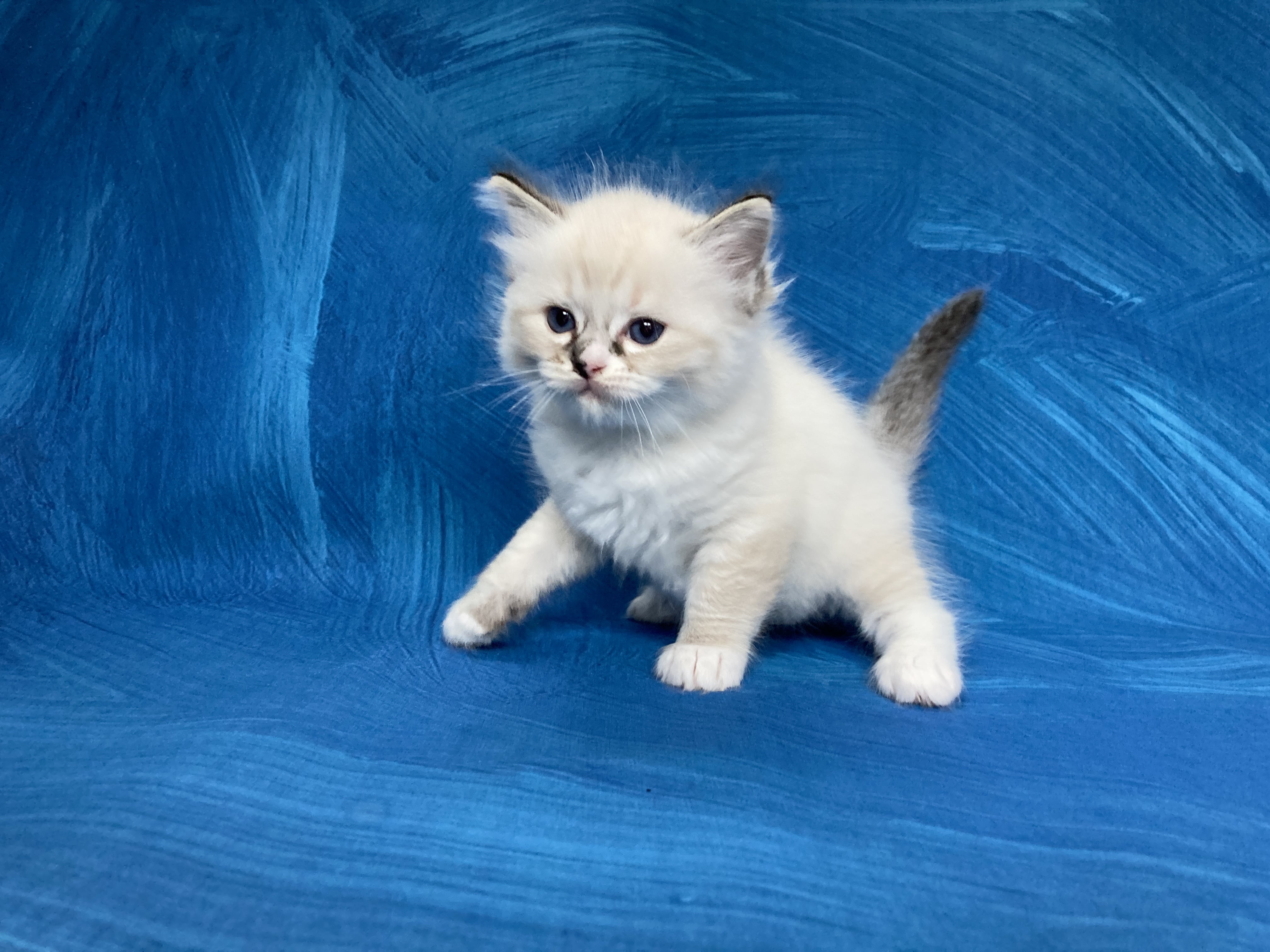chaton Ragdoll seal tabby point mitted Noir Les Ragdolls de la Croisette