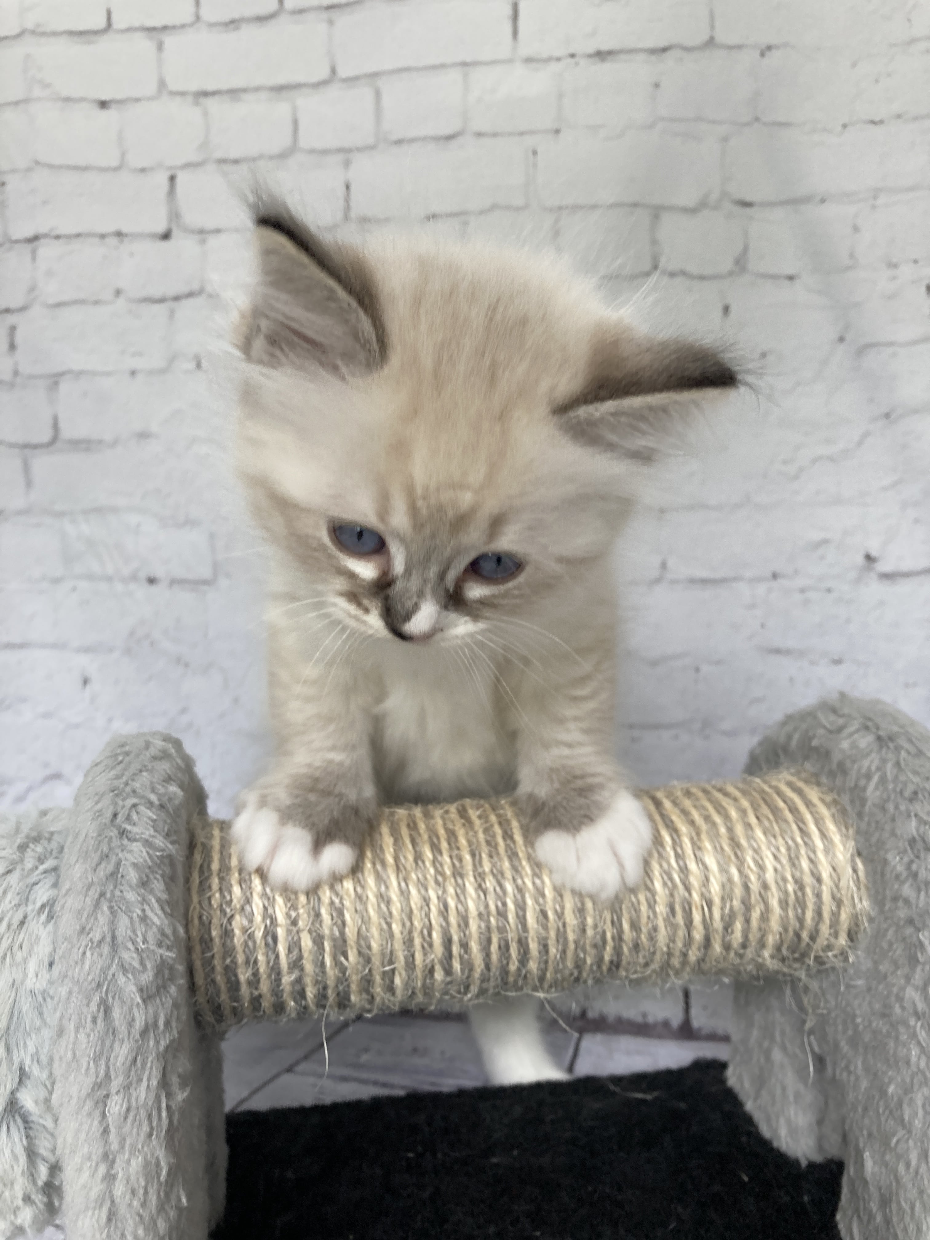 chaton Ragdoll seal tabby point mitted Noir Les Ragdolls de la Croisette