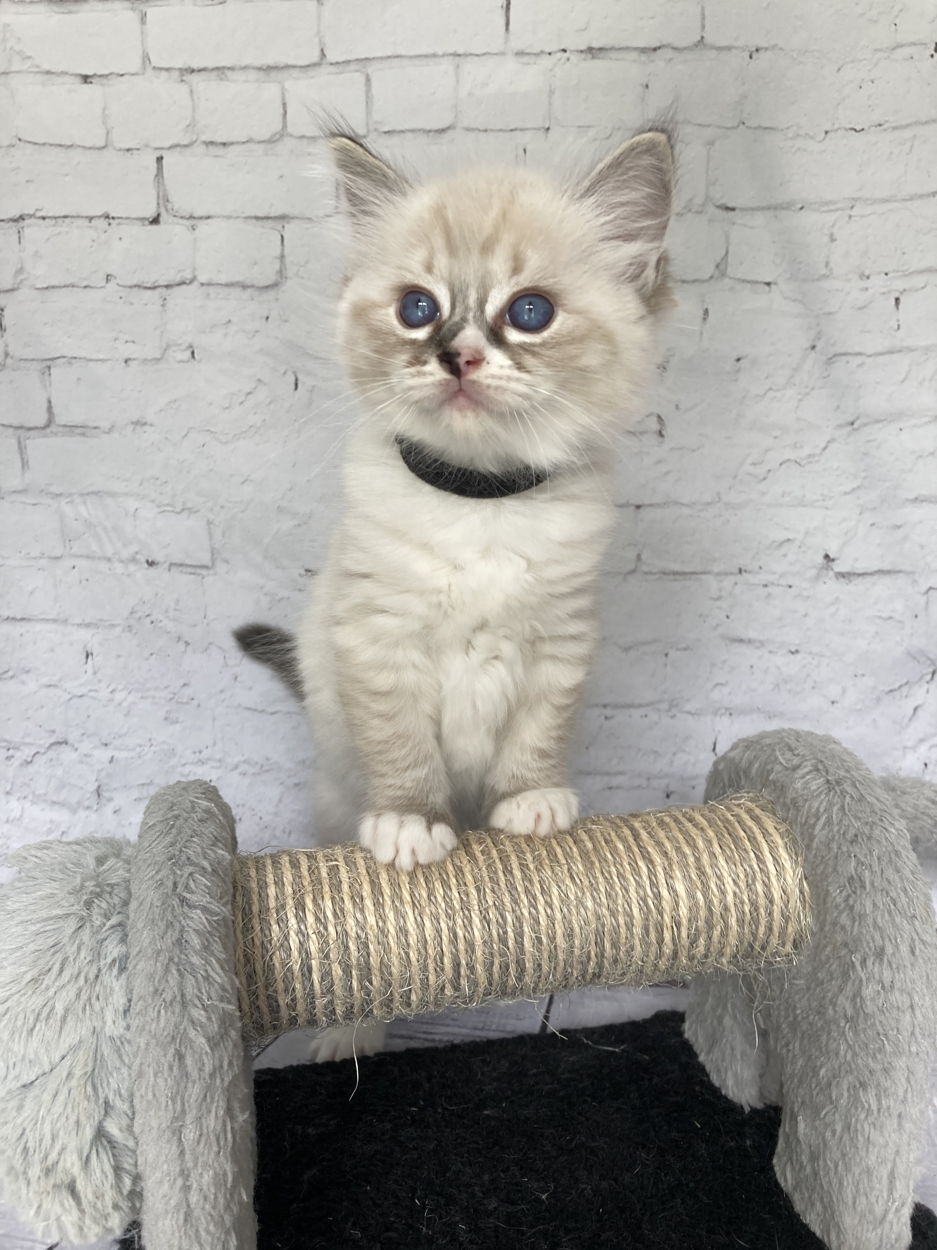 chaton Ragdoll seal tabby point mitted Noir Les Ragdolls de la Croisette