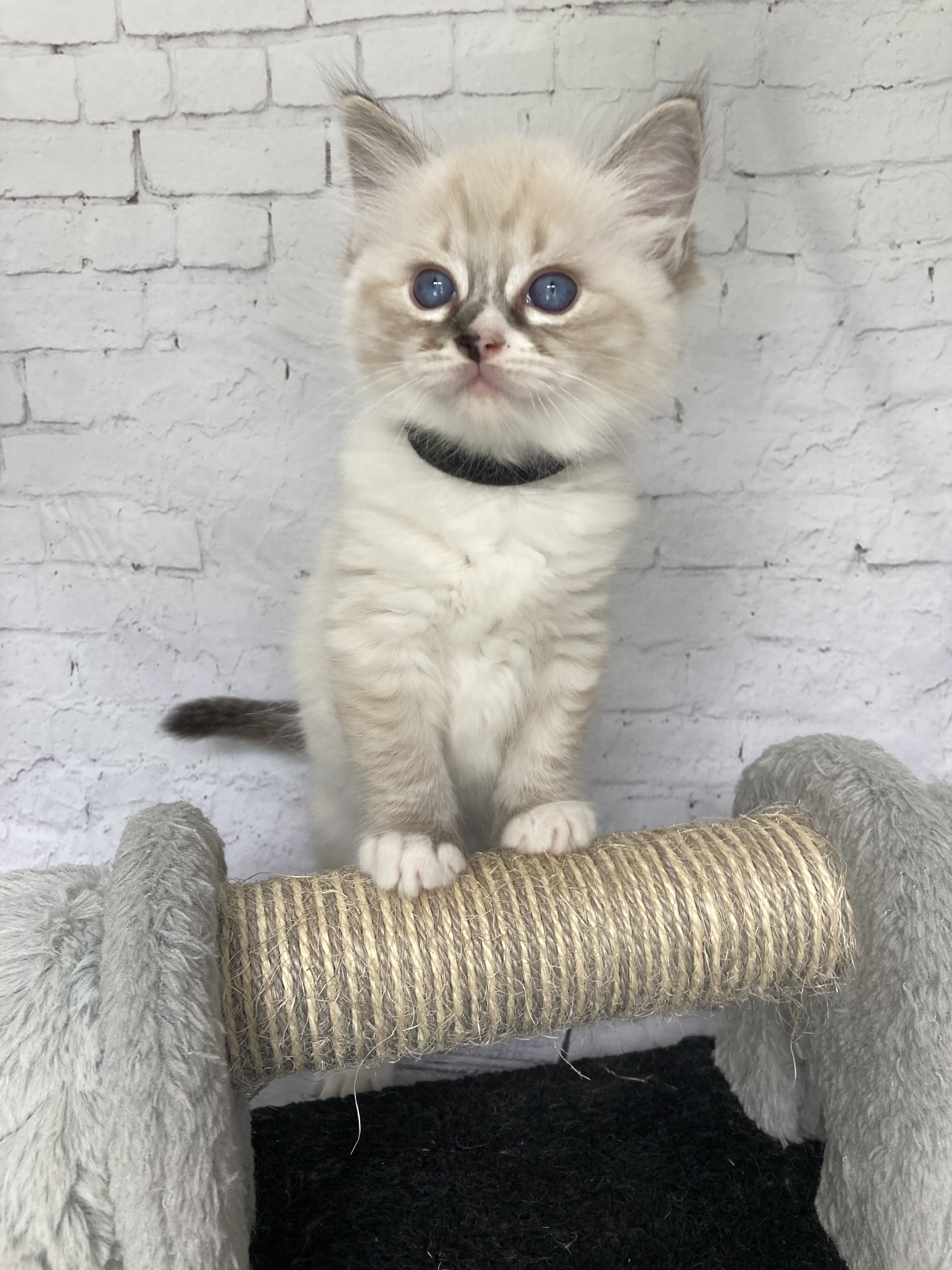 chaton Ragdoll seal tabby point mitted Noir Les Ragdolls de la Croisette