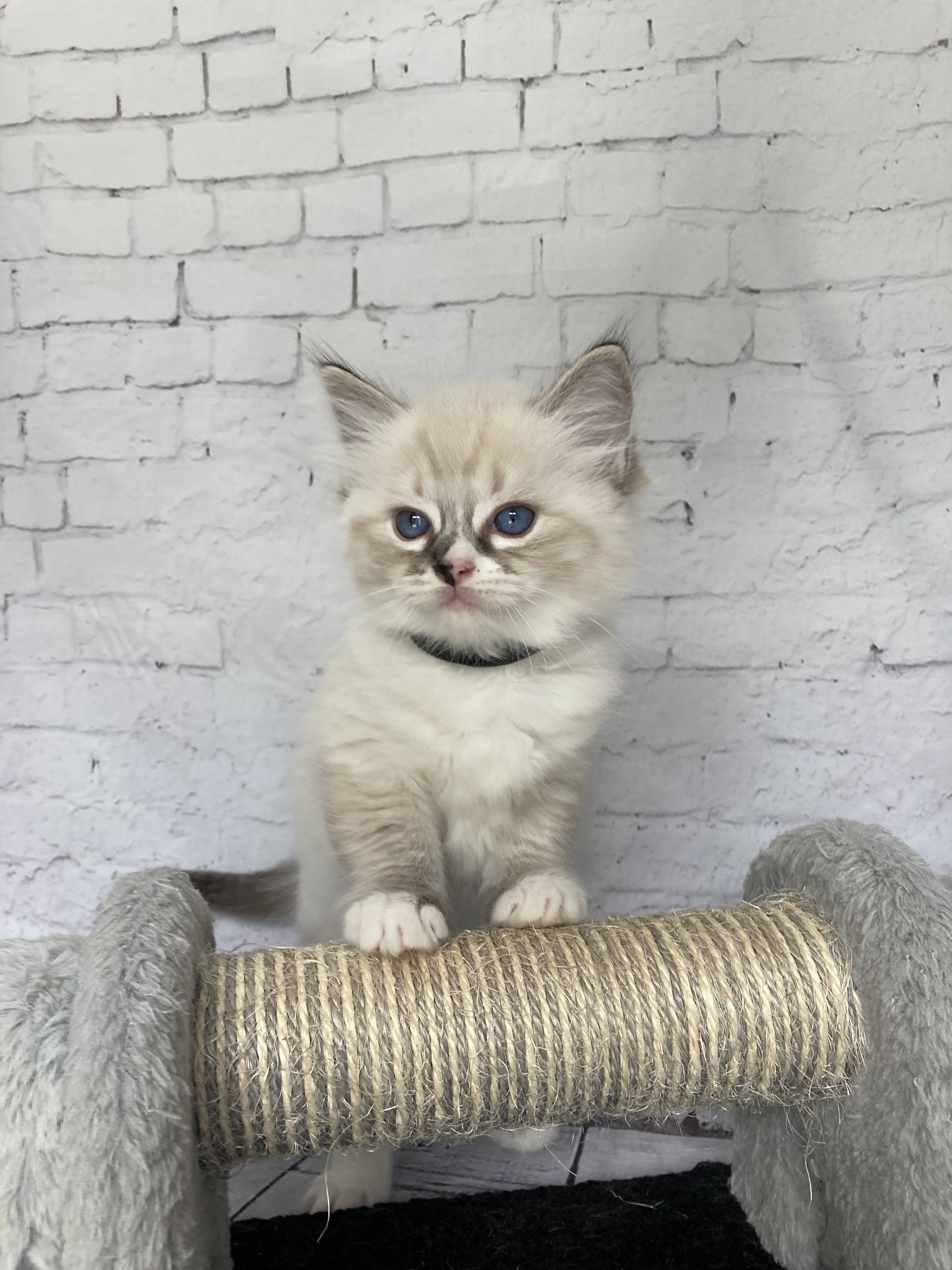 chaton Ragdoll seal tabby point mitted Noir Les Ragdolls de la Croisette
