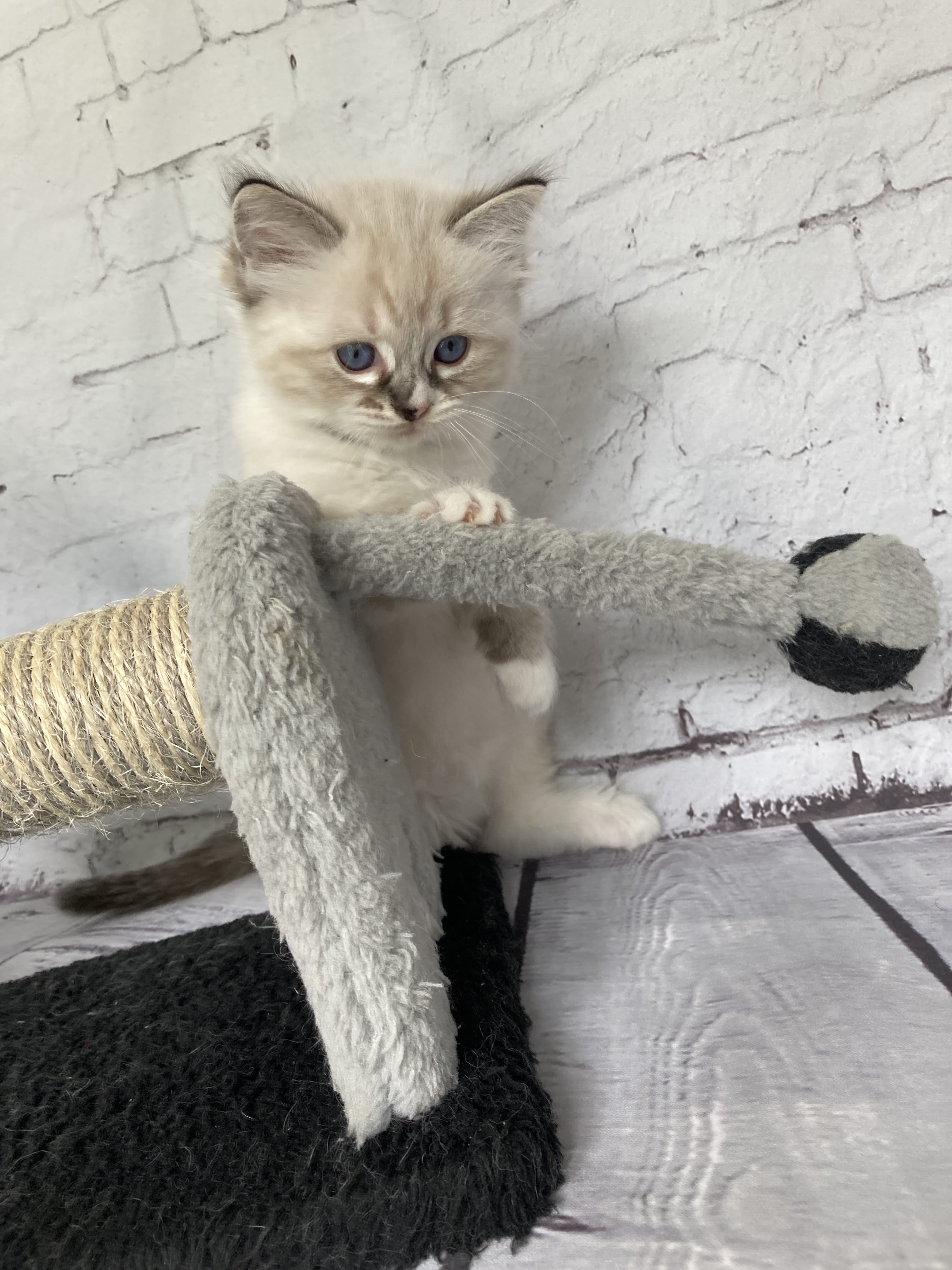 chaton Ragdoll seal tabby point mitted Noir Les Ragdolls de la Croisette