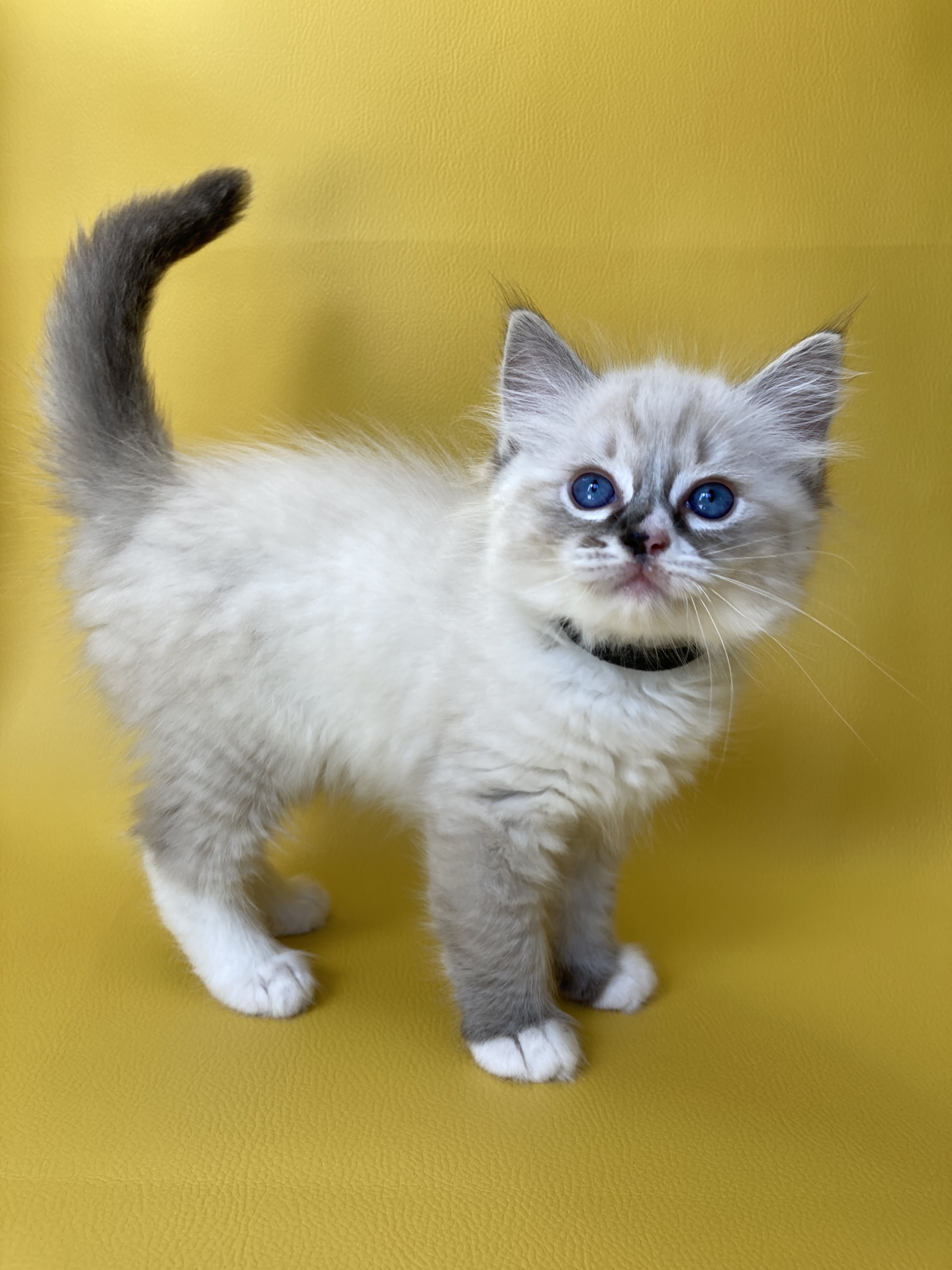 chaton Ragdoll seal tabby point mitted Saphyr Les Ragdolls de la Croisette