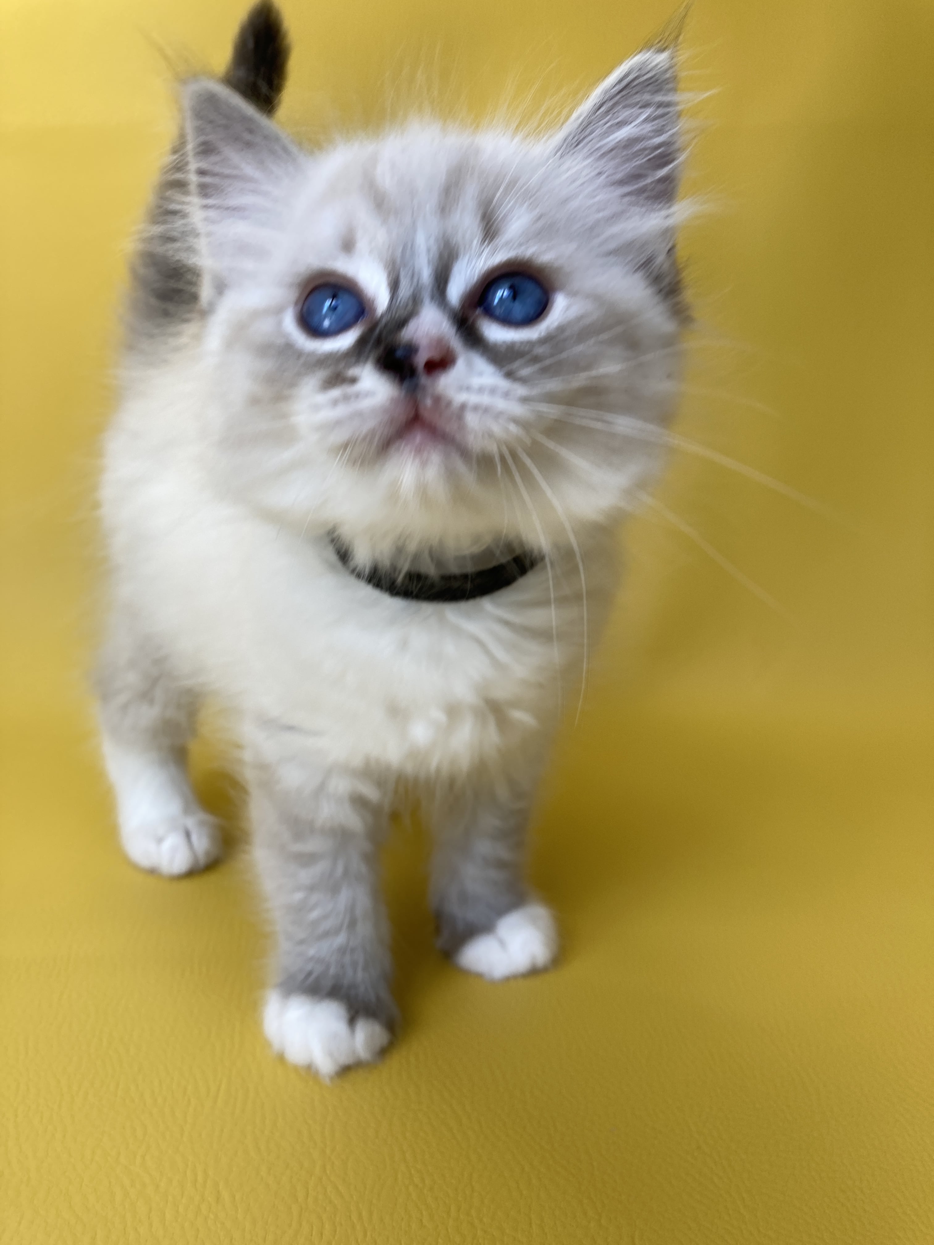 chaton Ragdoll seal tabby point mitted Saphyr Les Ragdolls de la Croisette