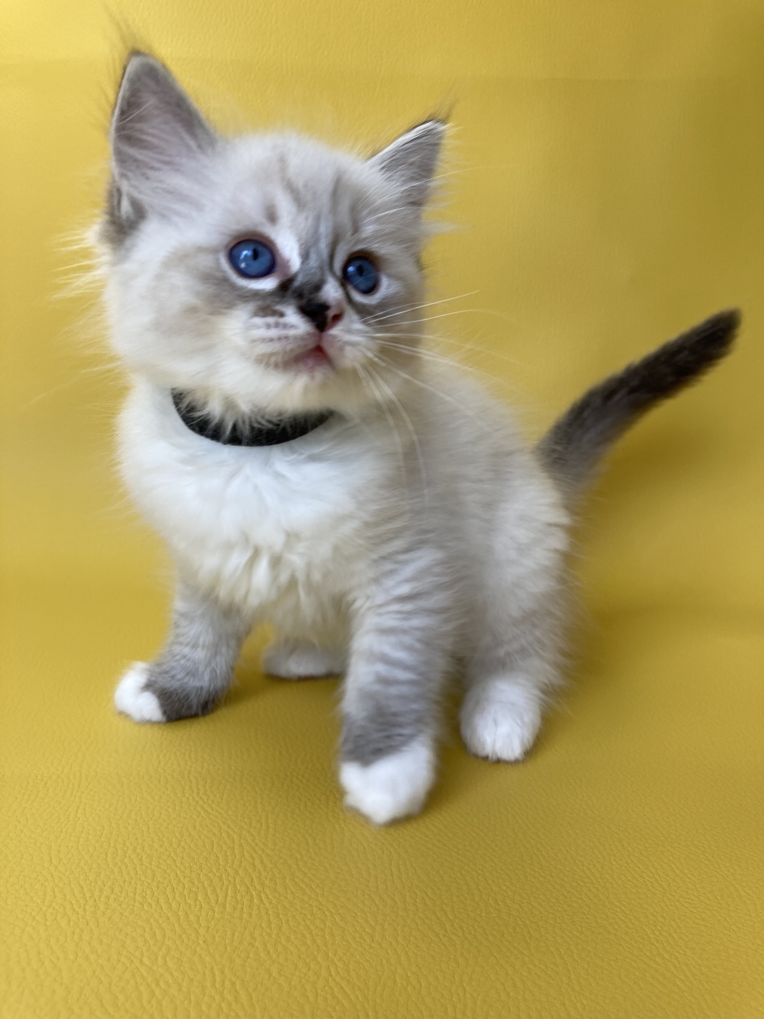 chaton Ragdoll seal tabby point mitted Saphyr Les Ragdolls de la Croisette