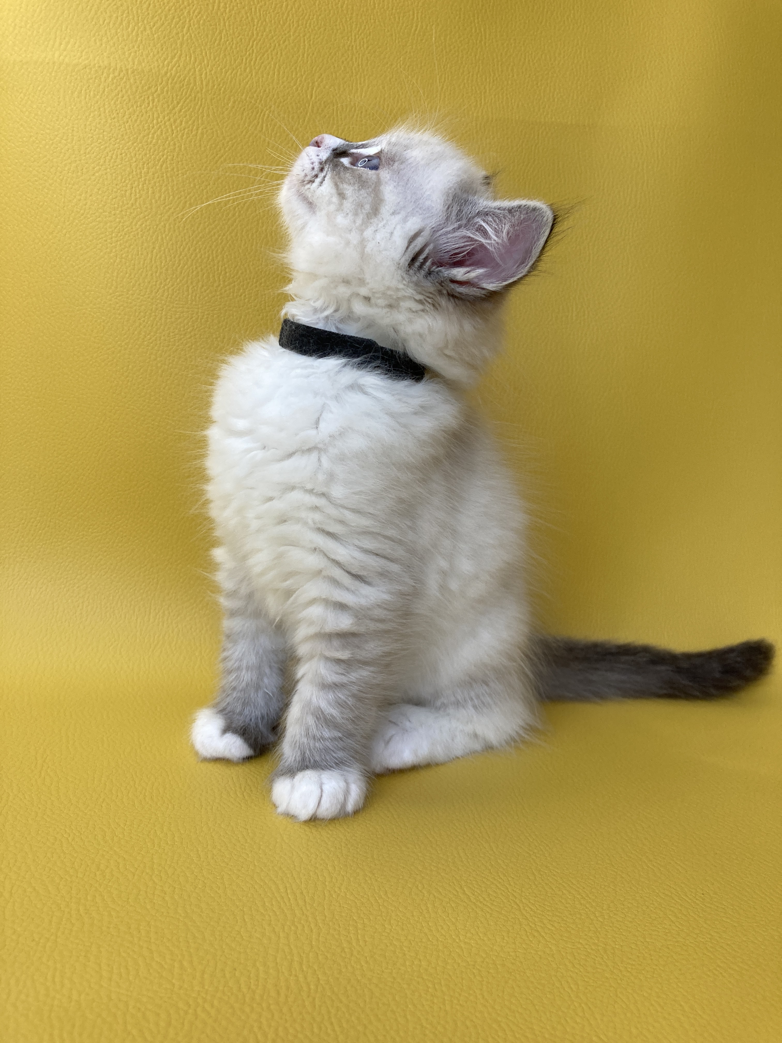 chaton Ragdoll seal tabby point mitted Saphyr Les Ragdolls de la Croisette