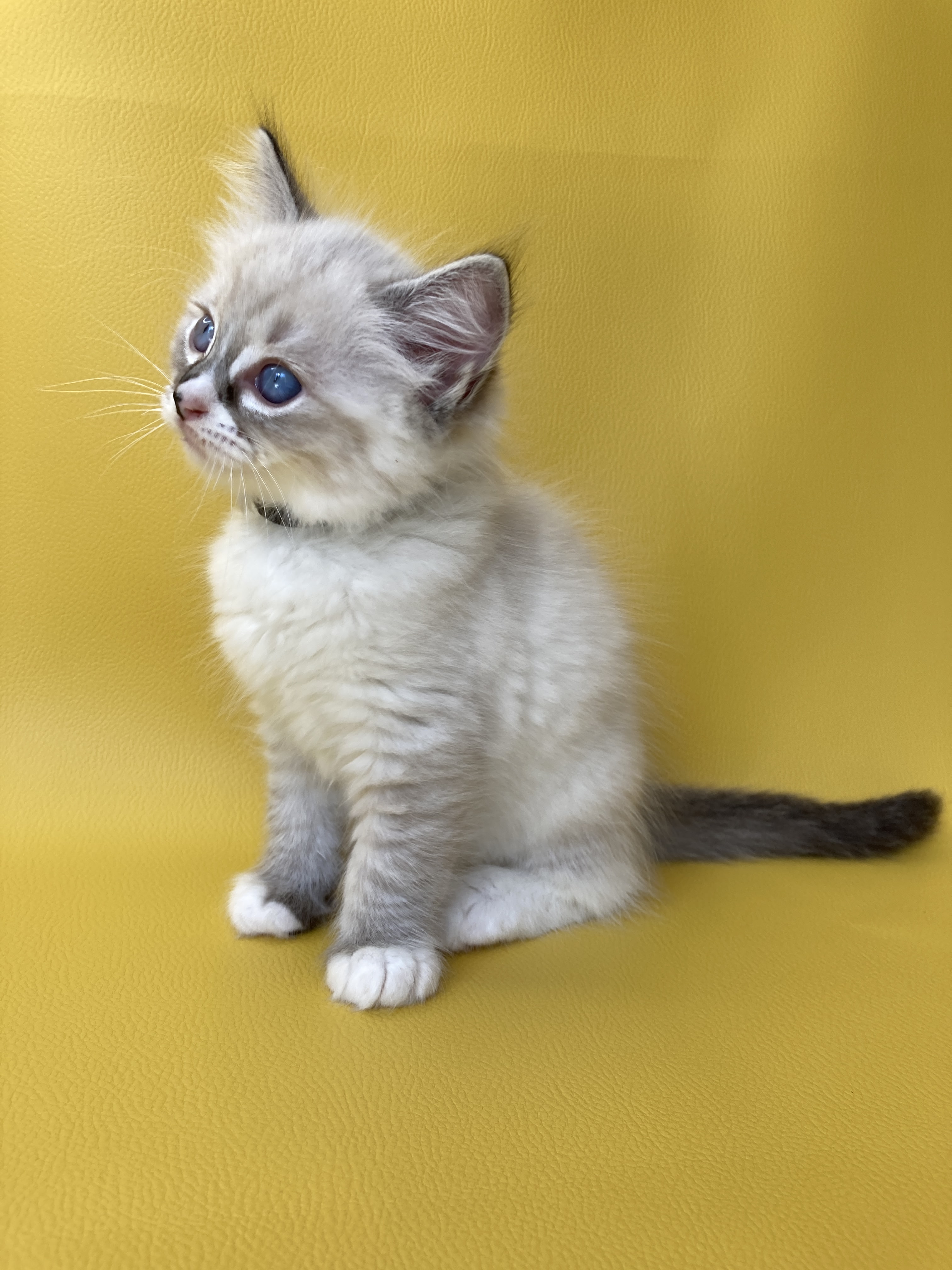 chaton Ragdoll seal tabby point mitted Saphyr Les Ragdolls de la Croisette