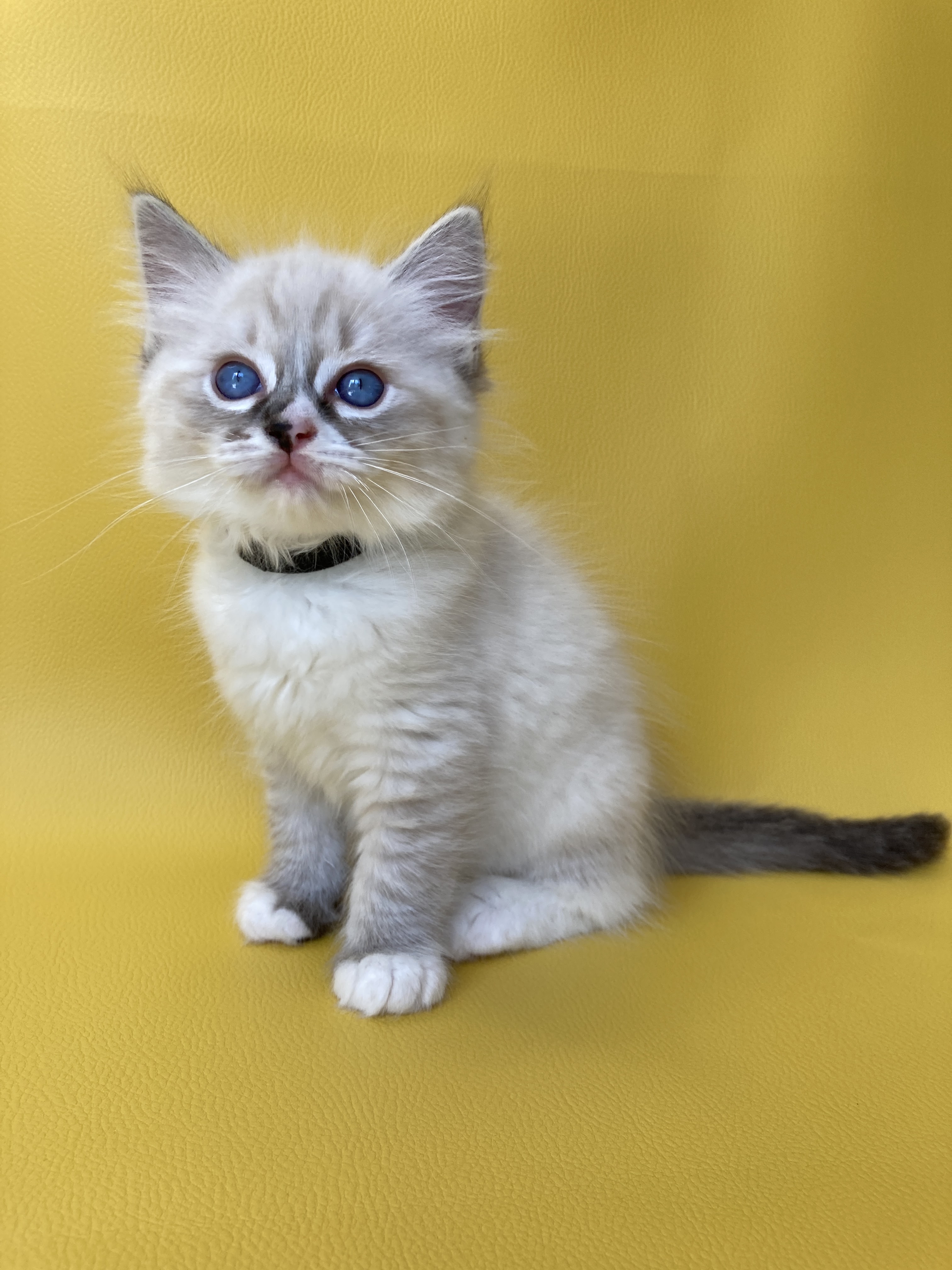 chaton Ragdoll seal tabby point mitted Saphyr Les Ragdolls de la Croisette
