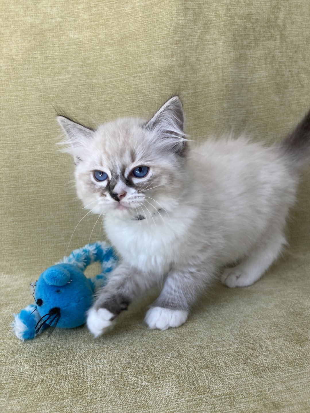chaton Ragdoll seal tabby point mitted Saphyr Les Ragdolls de la Croisette