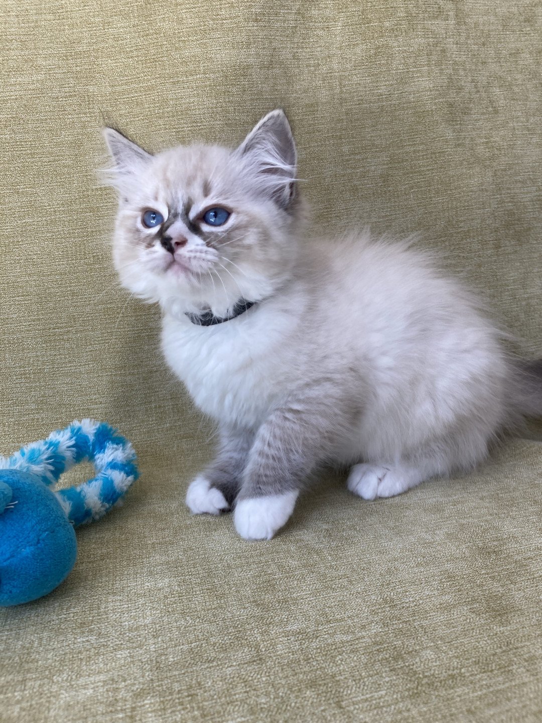 chaton Ragdoll seal tabby point mitted Saphyr Les Ragdolls de la Croisette