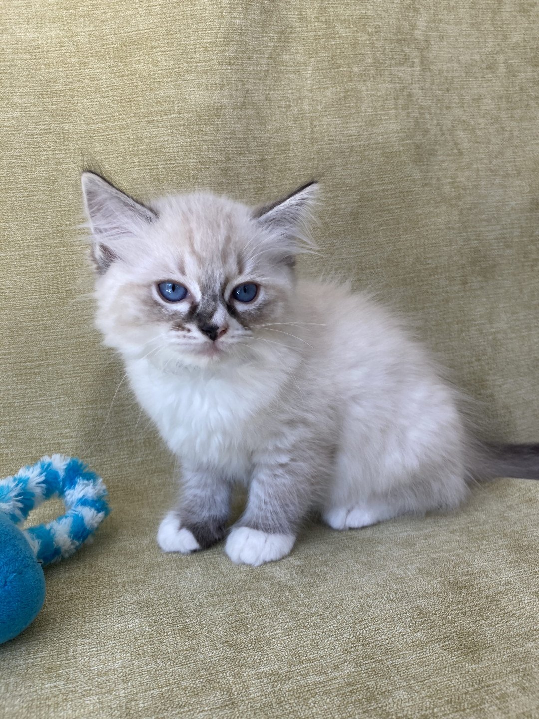 chaton Ragdoll seal tabby point mitted Saphyr Les Ragdolls de la Croisette