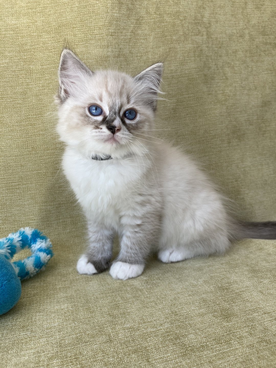chaton Ragdoll seal tabby point mitted Saphyr Les Ragdolls de la Croisette
