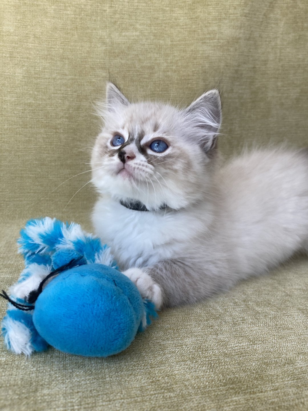 chaton Ragdoll seal tabby point mitted Saphyr Les Ragdolls de la Croisette