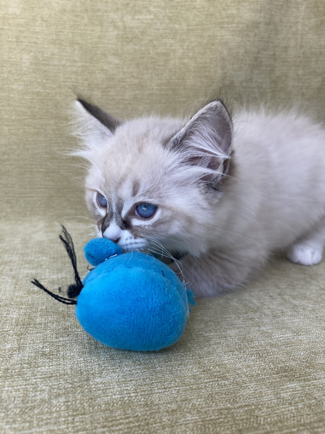 chaton Ragdoll seal tabby point mitted Saphyr Les Ragdolls de la Croisette