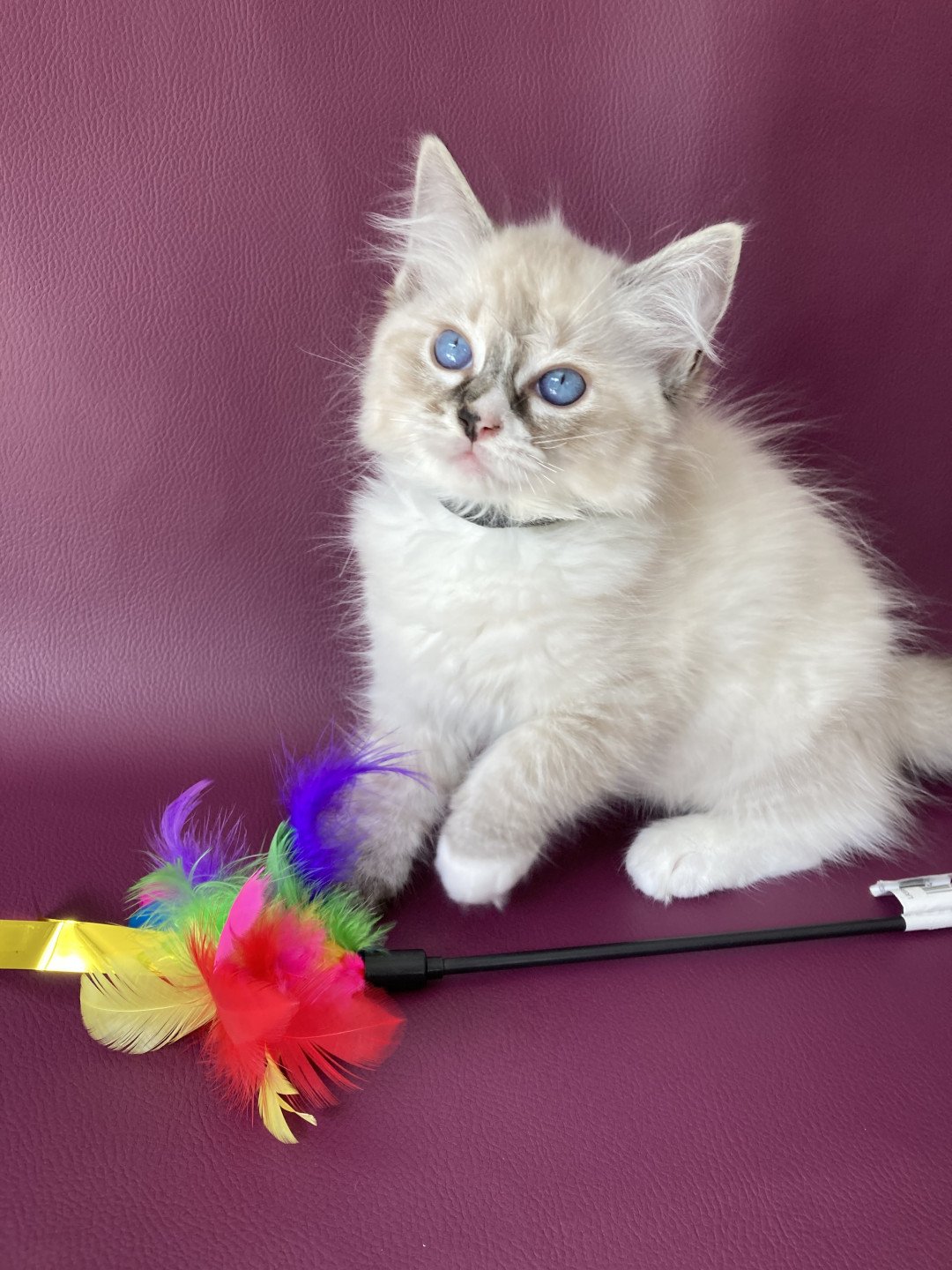 chaton Ragdoll seal tabby point mitted Saphyr Les Ragdolls de la Croisette