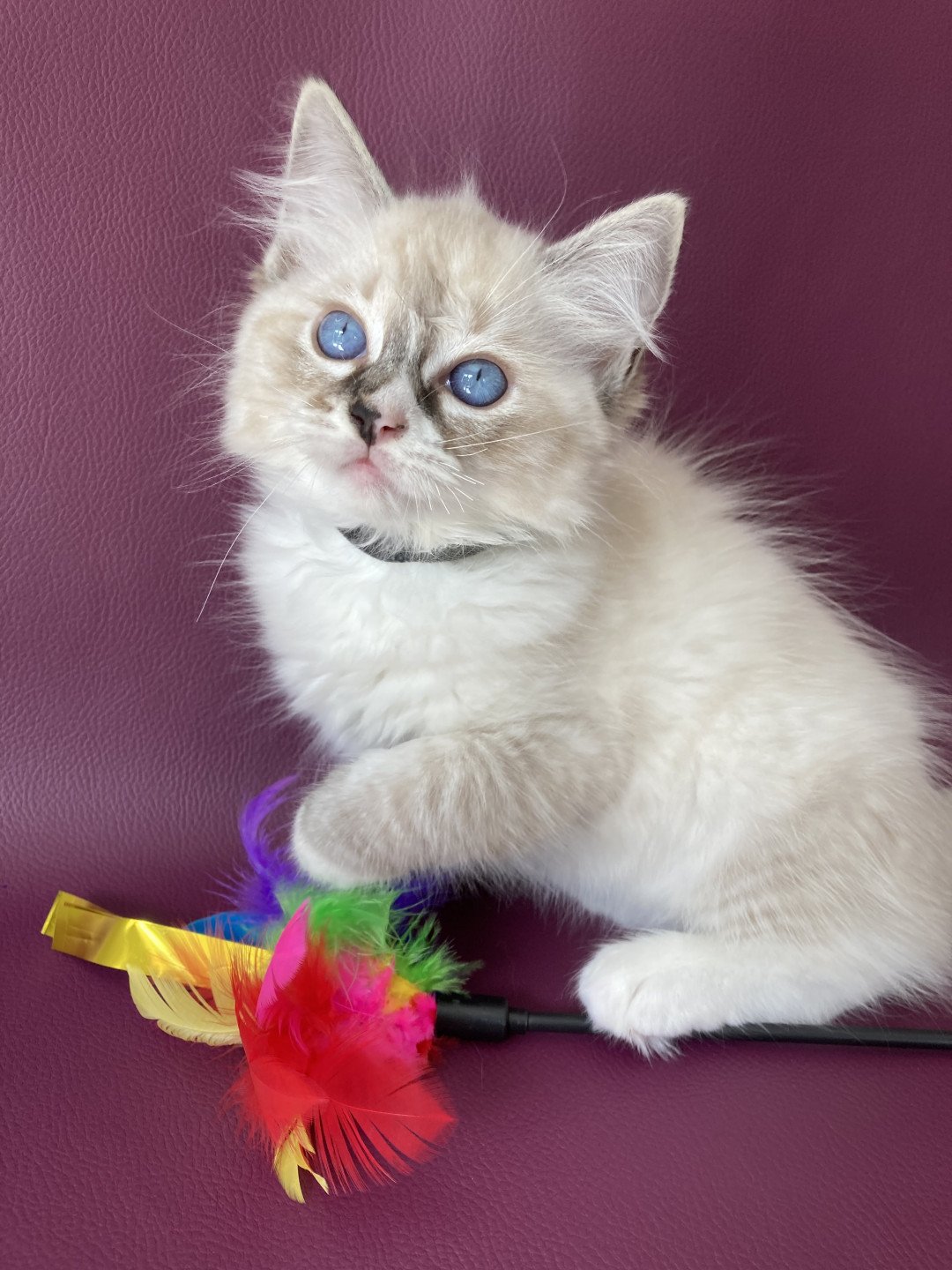 chaton Ragdoll seal tabby point mitted Saphyr Les Ragdolls de la Croisette