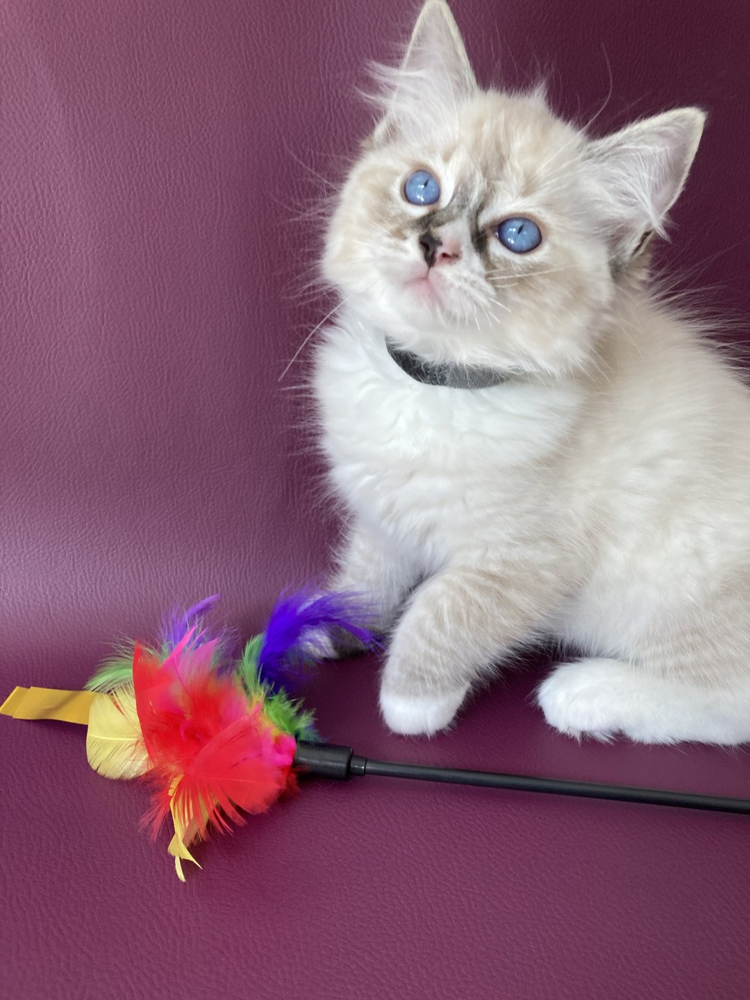 chaton Ragdoll seal tabby point mitted Saphyr Les Ragdolls de la Croisette