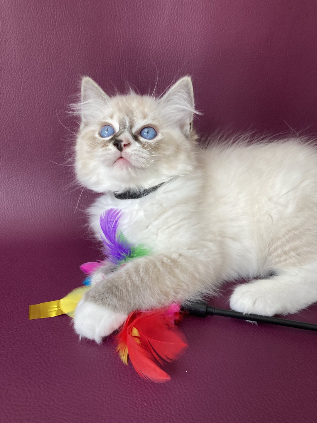 chaton Ragdoll seal tabby point mitted Saphyr Les Ragdolls de la Croisette