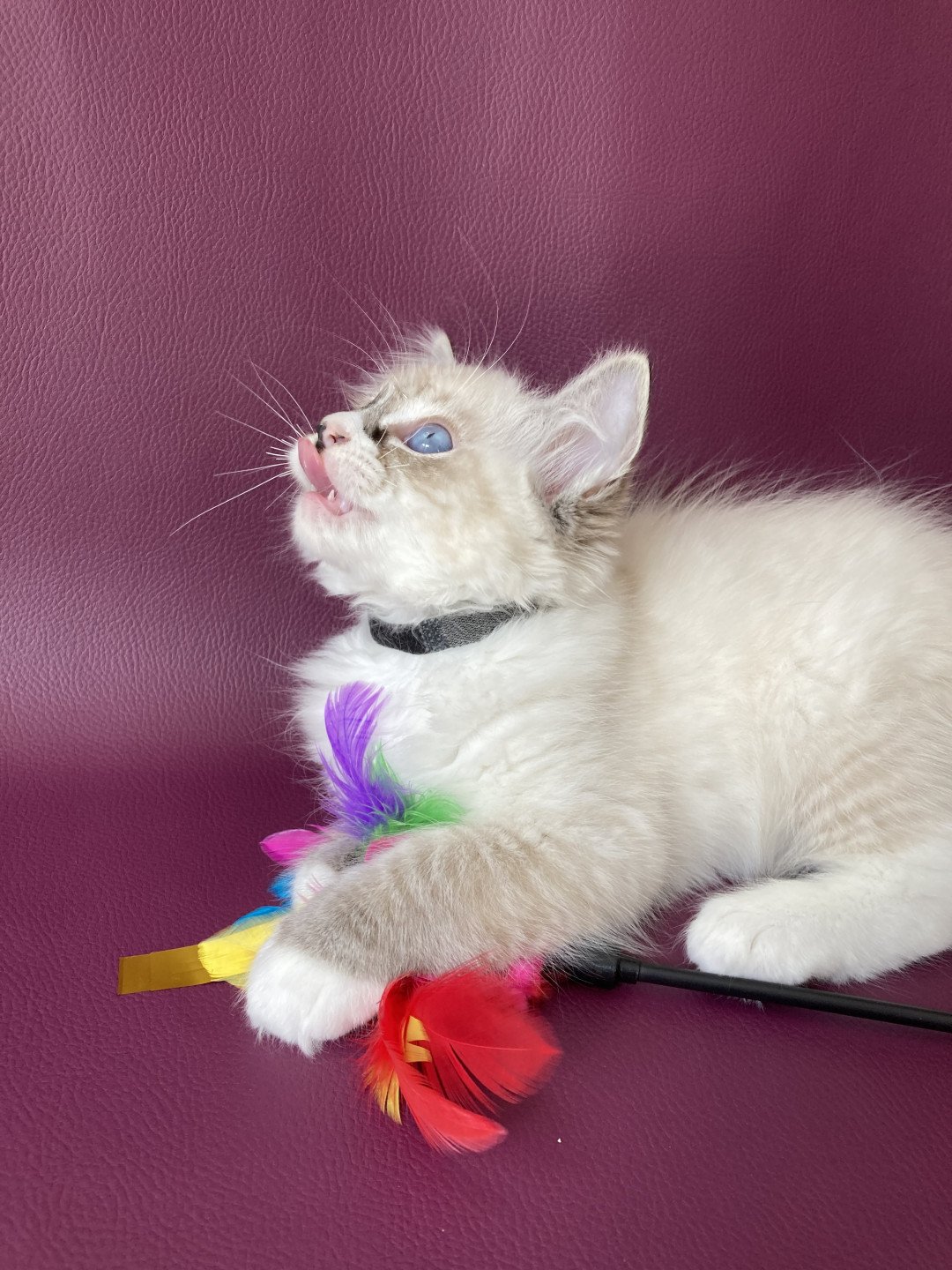chaton Ragdoll seal tabby point mitted Saphyr Les Ragdolls de la Croisette
