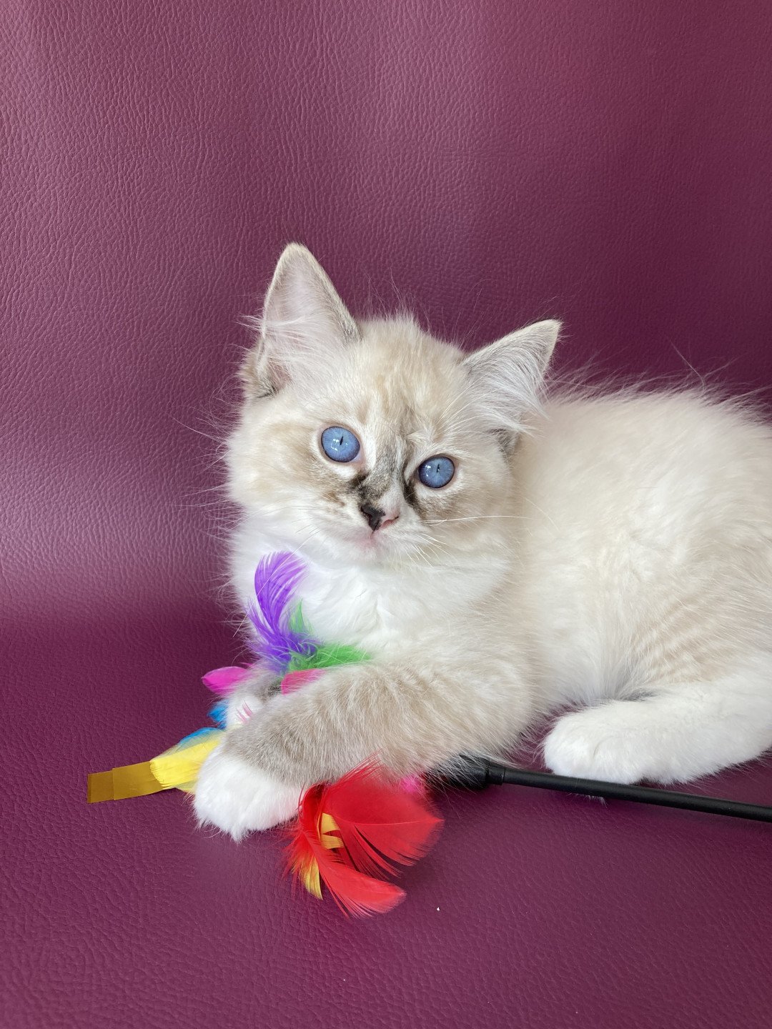 chaton Ragdoll seal tabby point mitted Saphyr Les Ragdolls de la Croisette