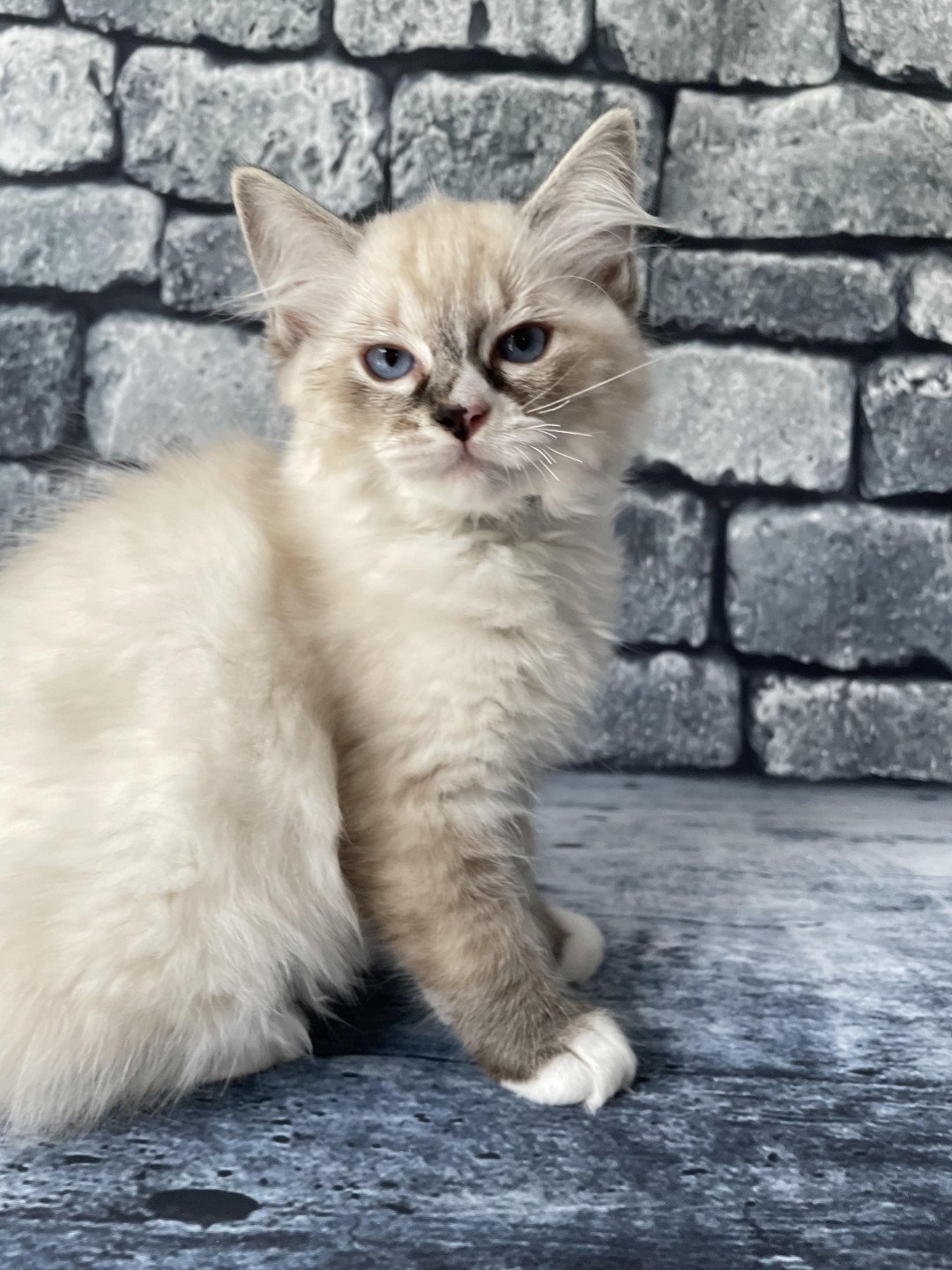 chaton Ragdoll seal tabby point mitted Saphyr Les Ragdolls de la Croisette