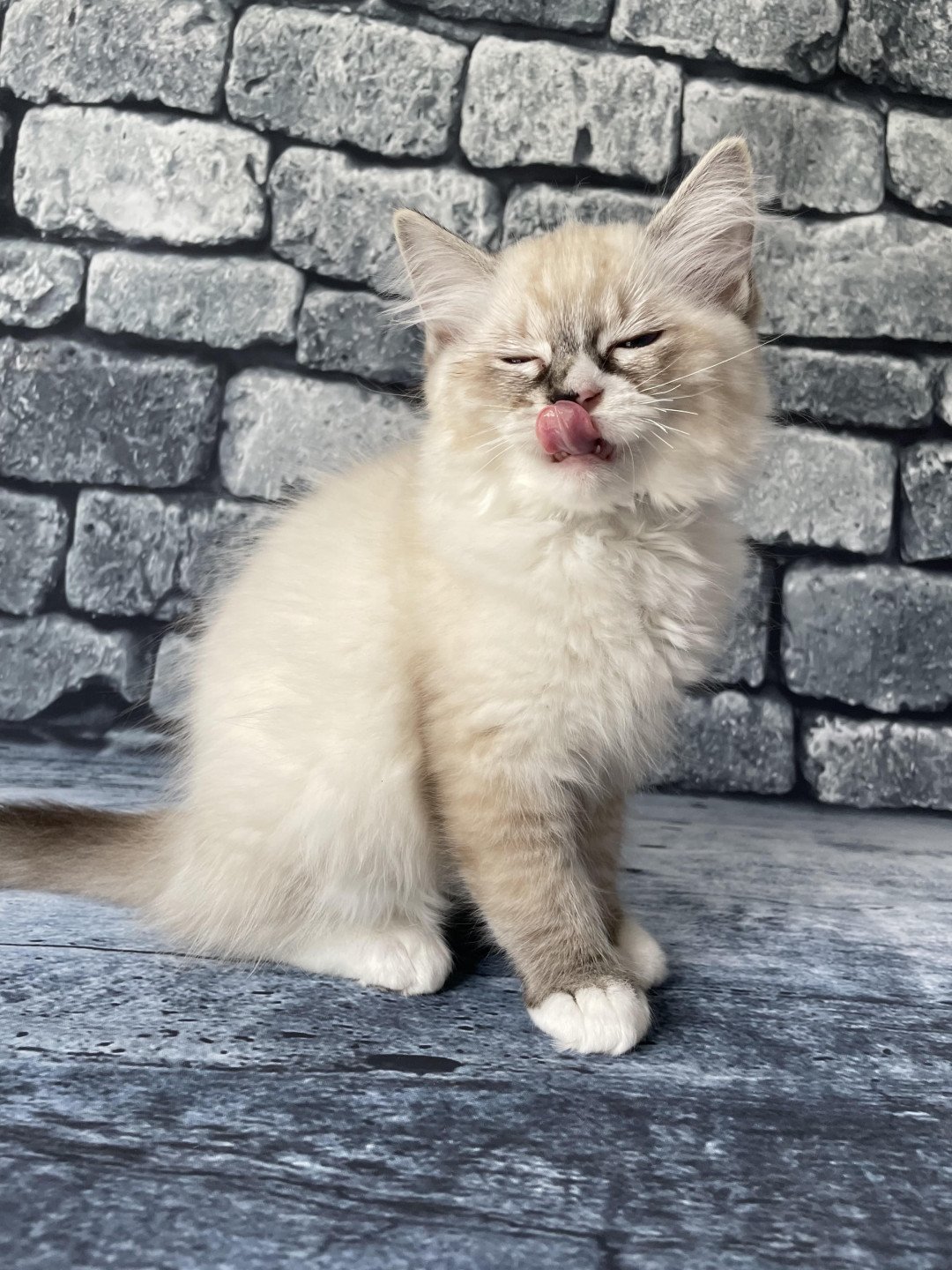 chaton Ragdoll seal tabby point mitted Saphyr Les Ragdolls de la Croisette