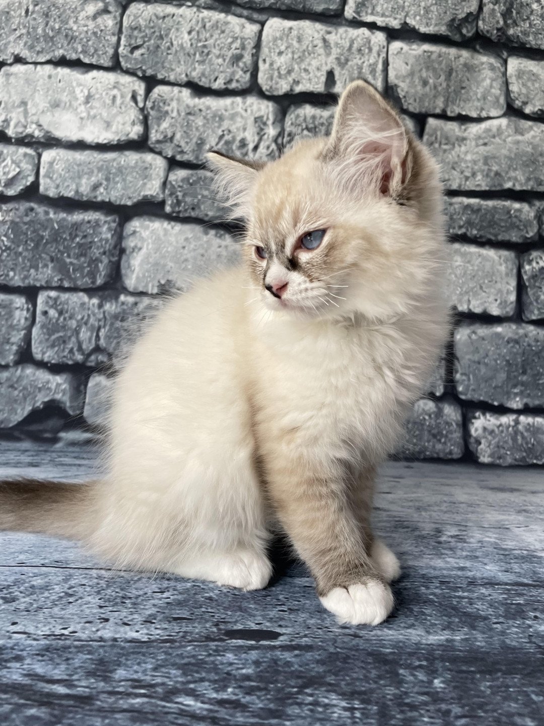 chaton Ragdoll seal tabby point mitted Saphyr Les Ragdolls de la Croisette